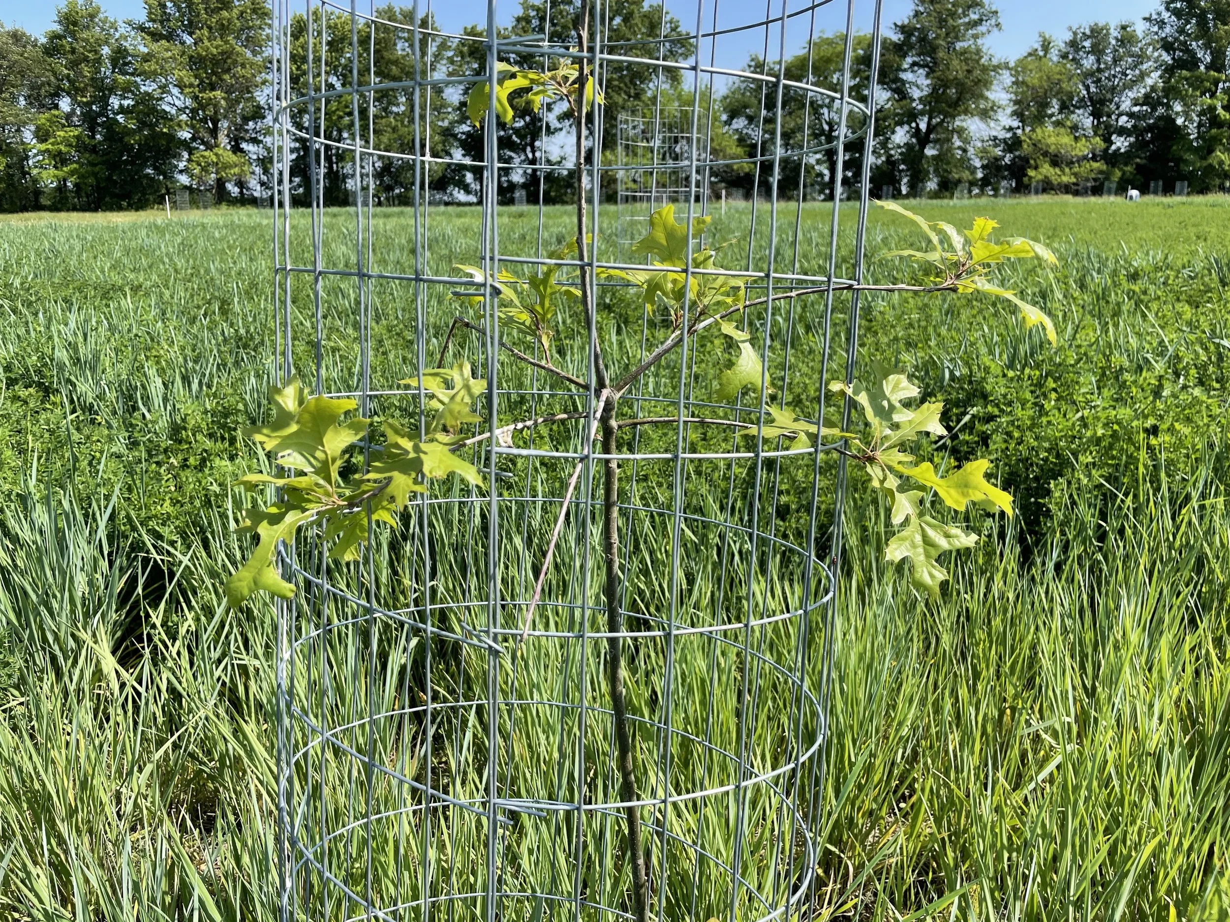Nitrogen Transfer from Alfalfa to Kernza and Pin Oak