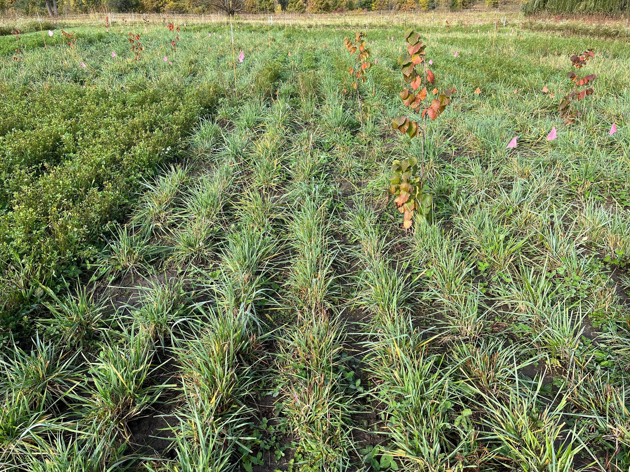 Effects of Perennial Crops on Soil Health