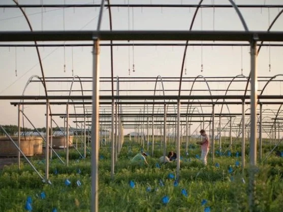  Mixed species plots under rain shelters in Lawrence, Kansas. 