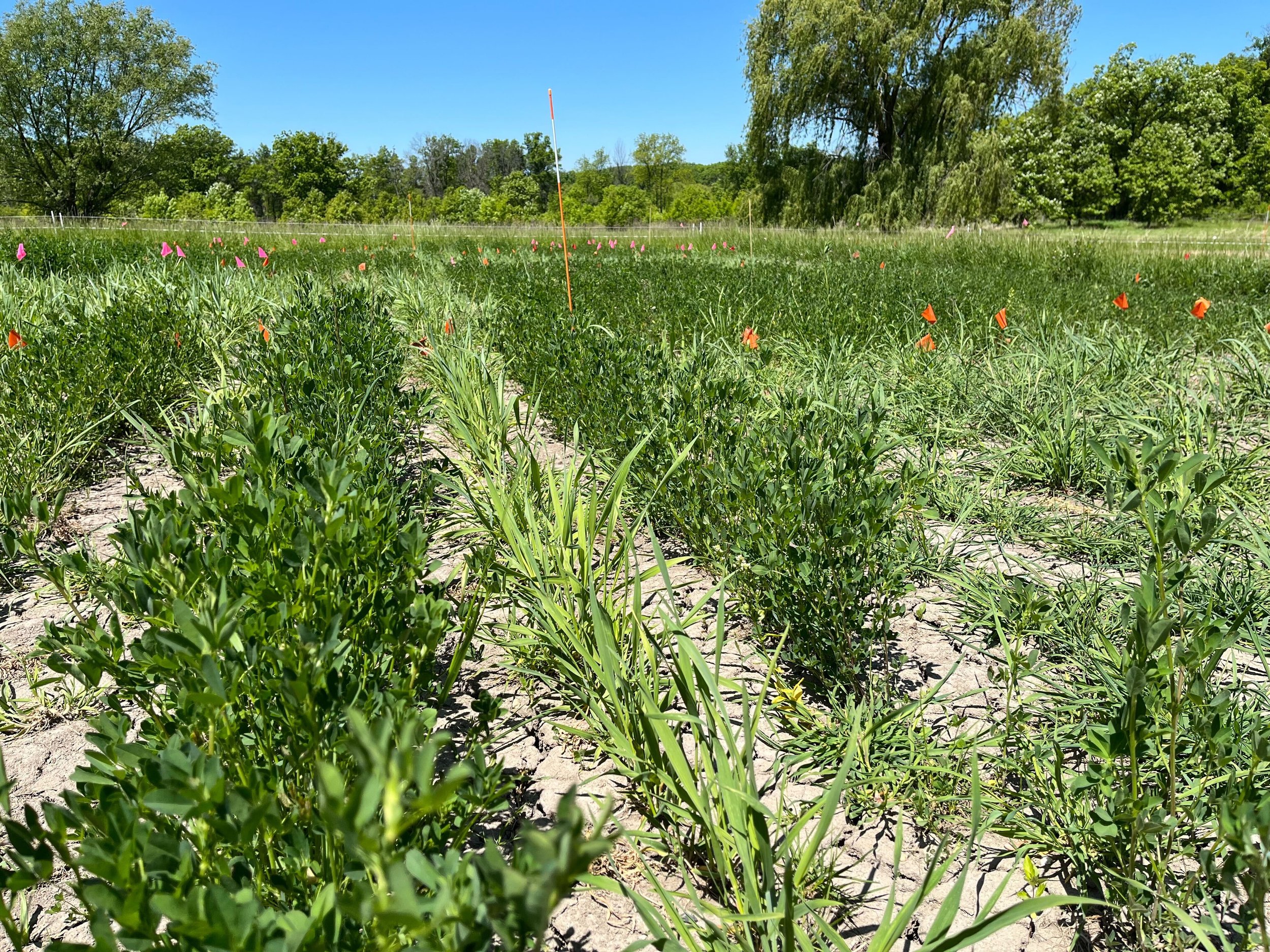 Using Perennial Polycultures as a Stepping Stone Between Degraded Land and Restored Native Ecosystem