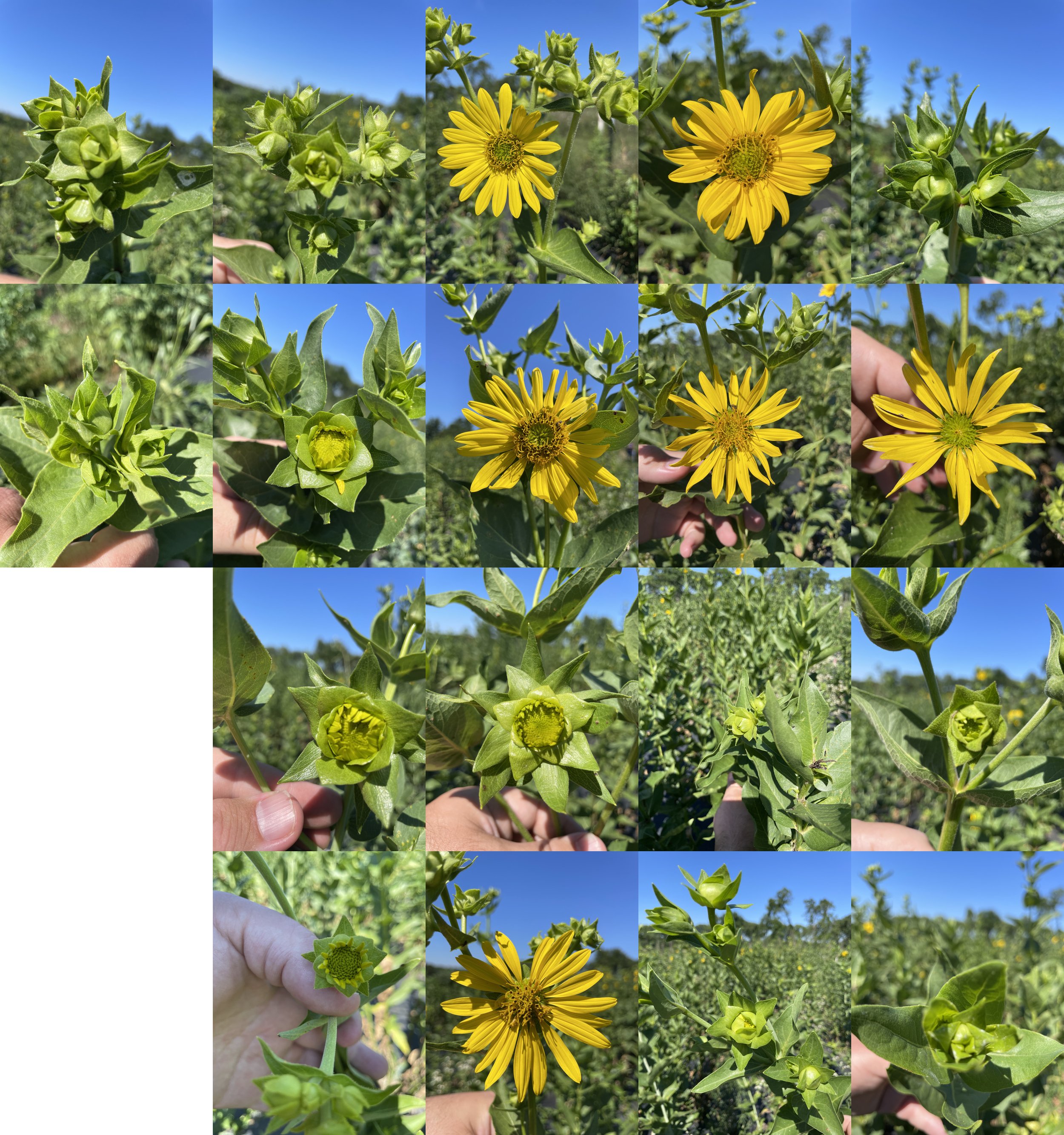 Automated Petal Counting and Yield Estimates in Silphium