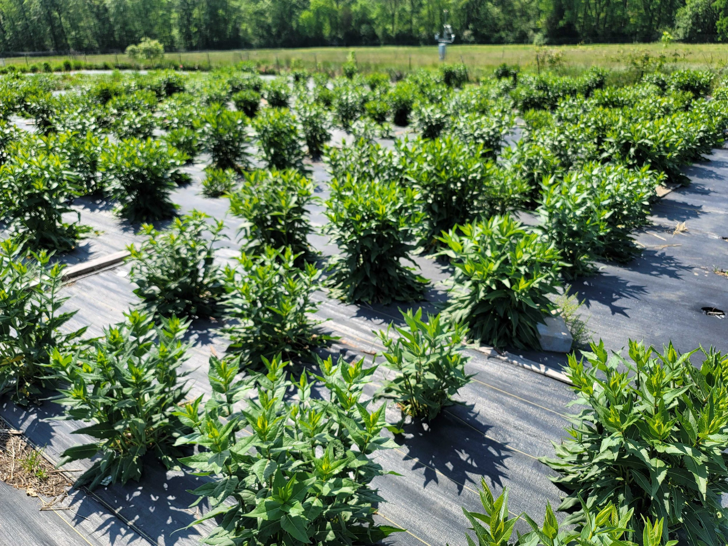 Silphium Root Allocation Patterns in Response to Watering Regimes