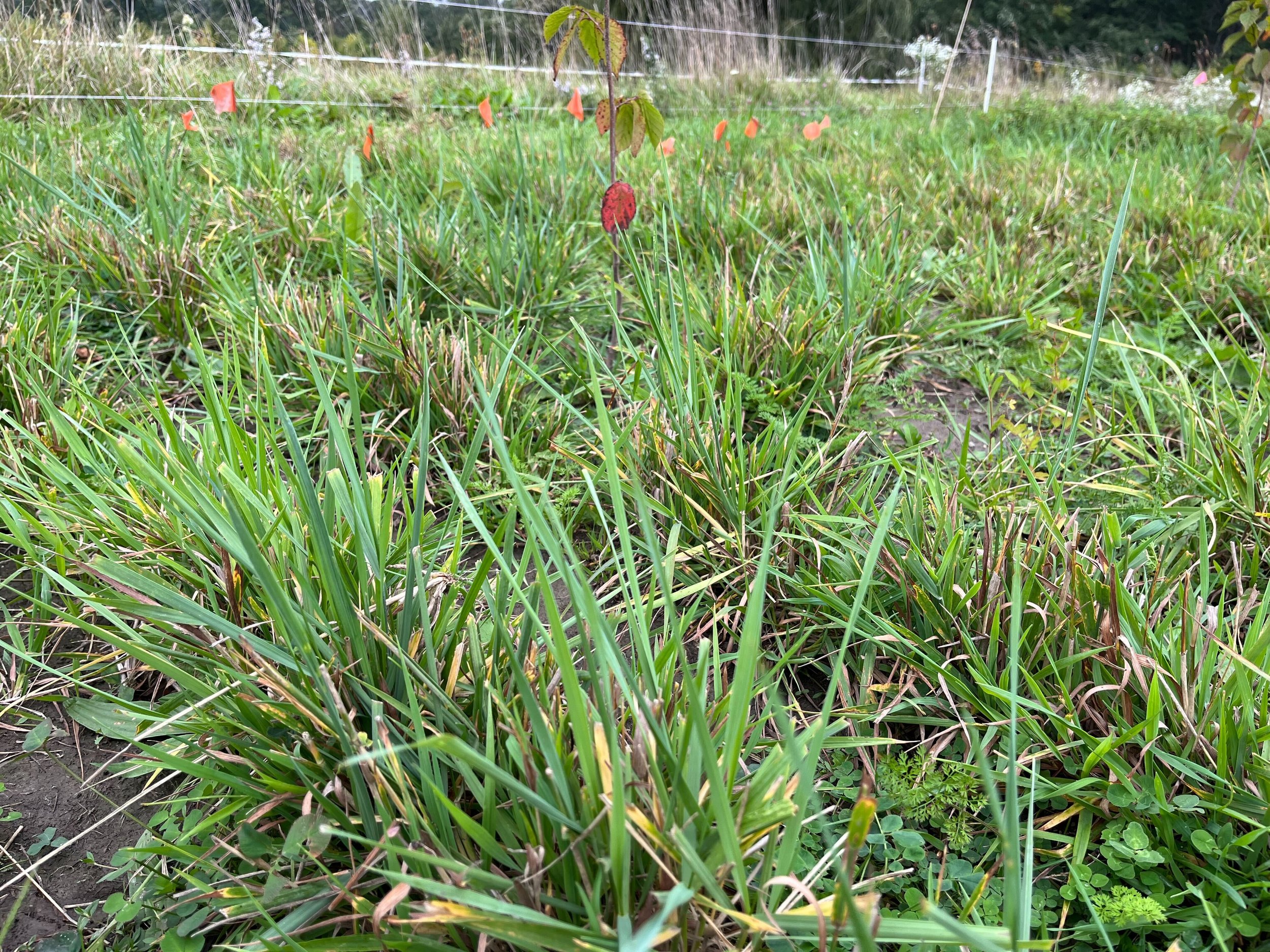 Evaluate Soil Water Dynamics Among Vegetation Types