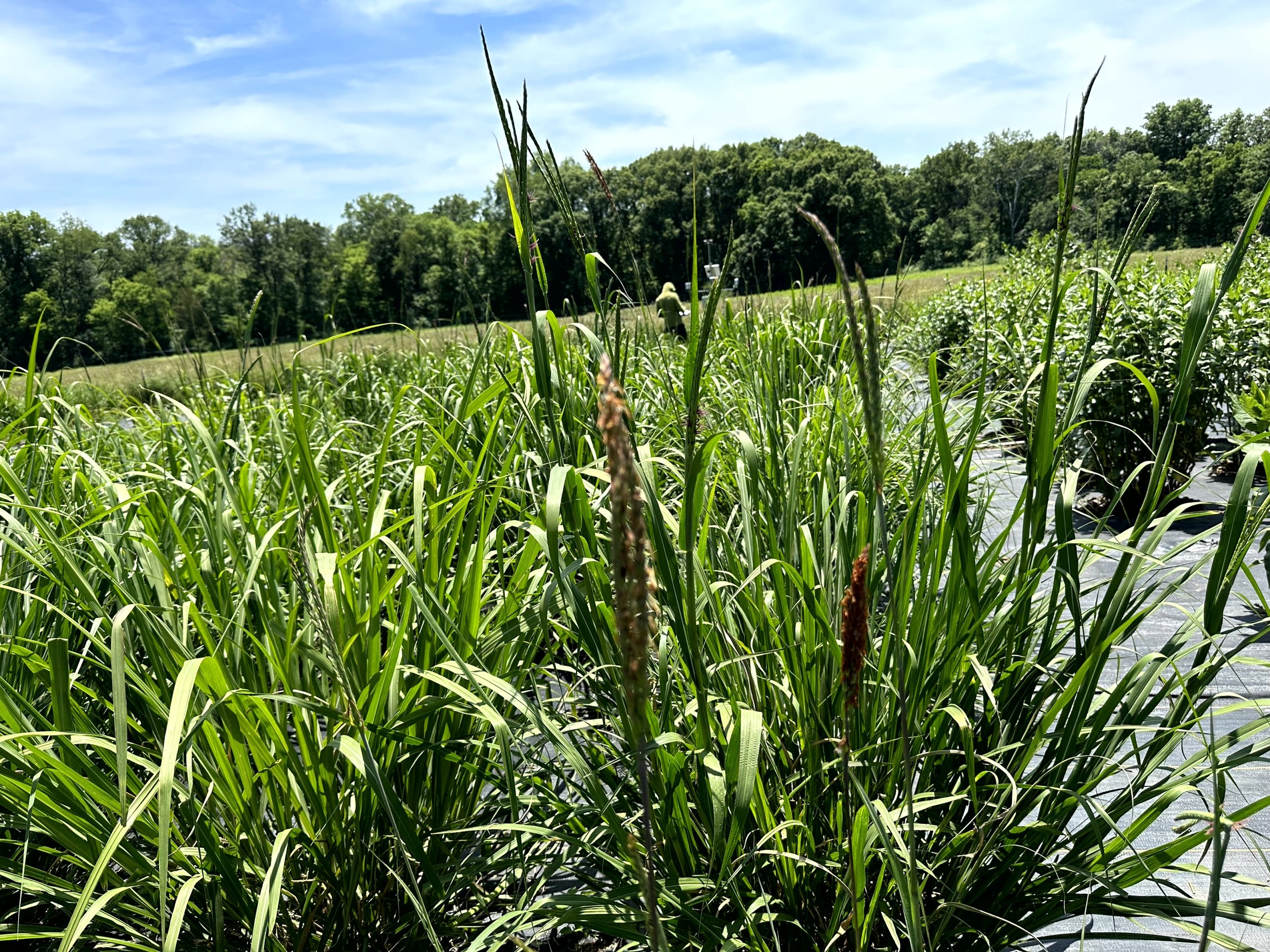 Genotype-Microbiome Interactions Affecting Root Traits and Flood Tolerance