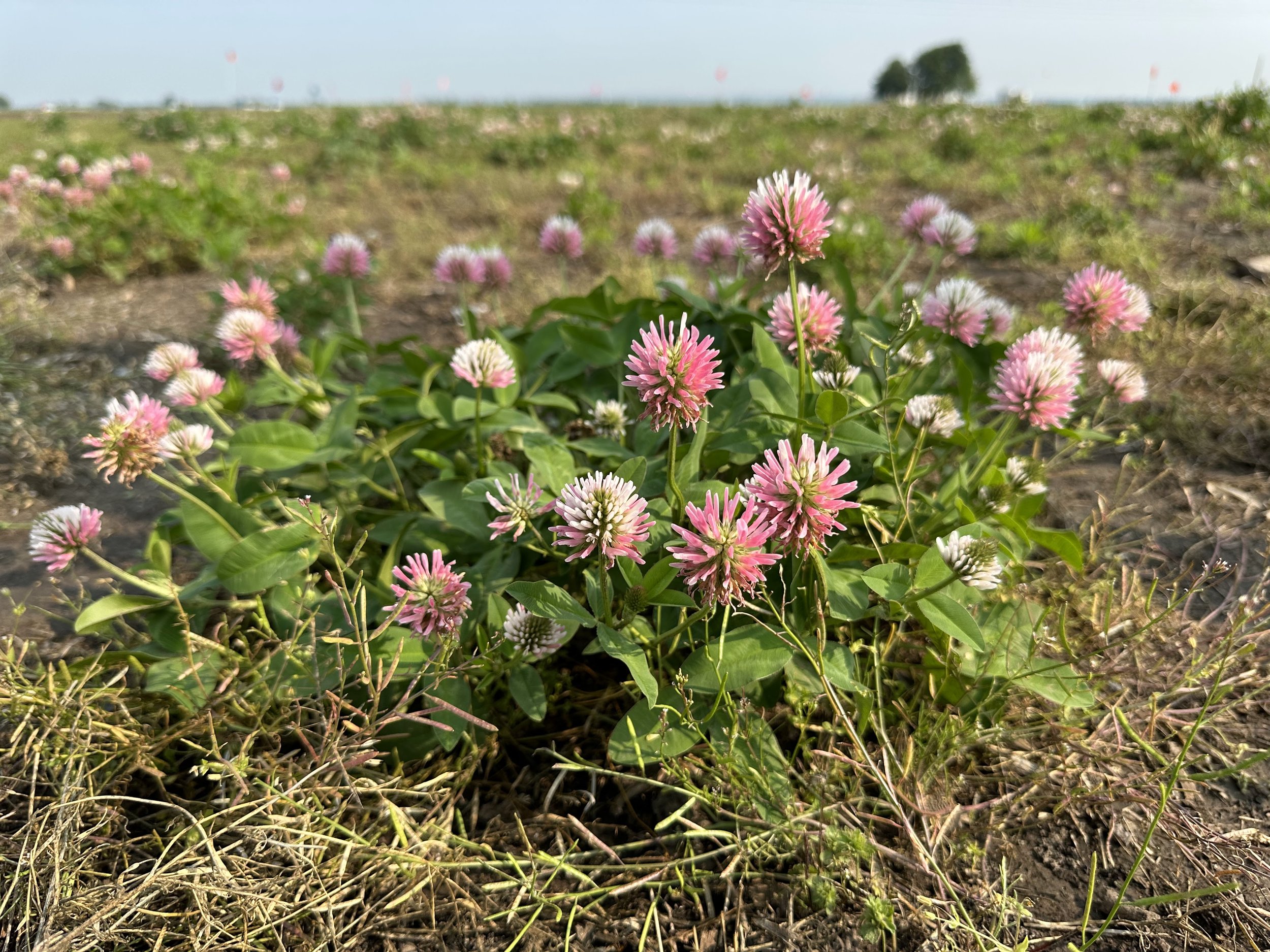 Developing Root Trait Targets from Carbon/Nitrogen Dynamics of Kura Clover-Maize Intercrop Studies