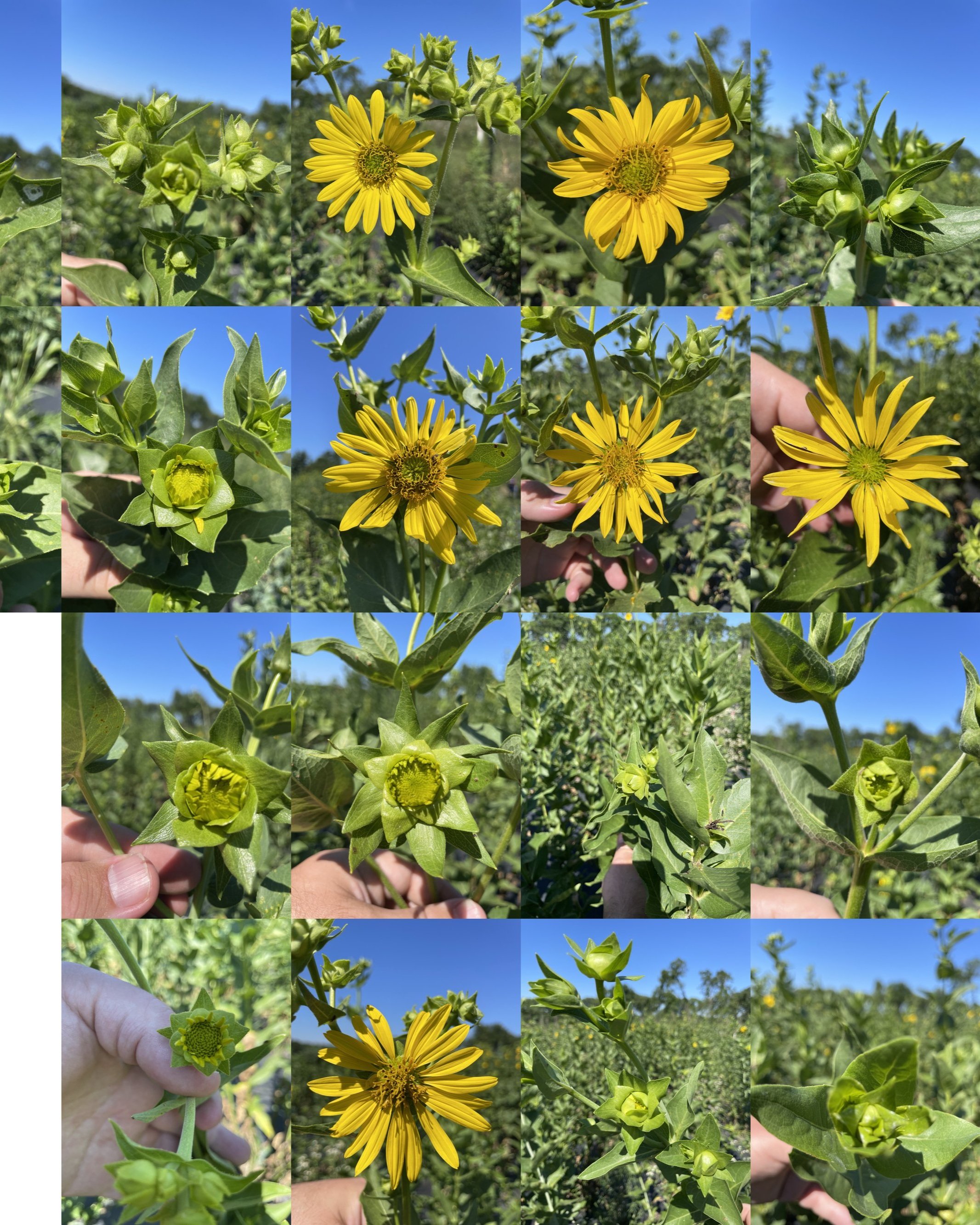 Automated Petal Counting and Yield Estimates in Silphium