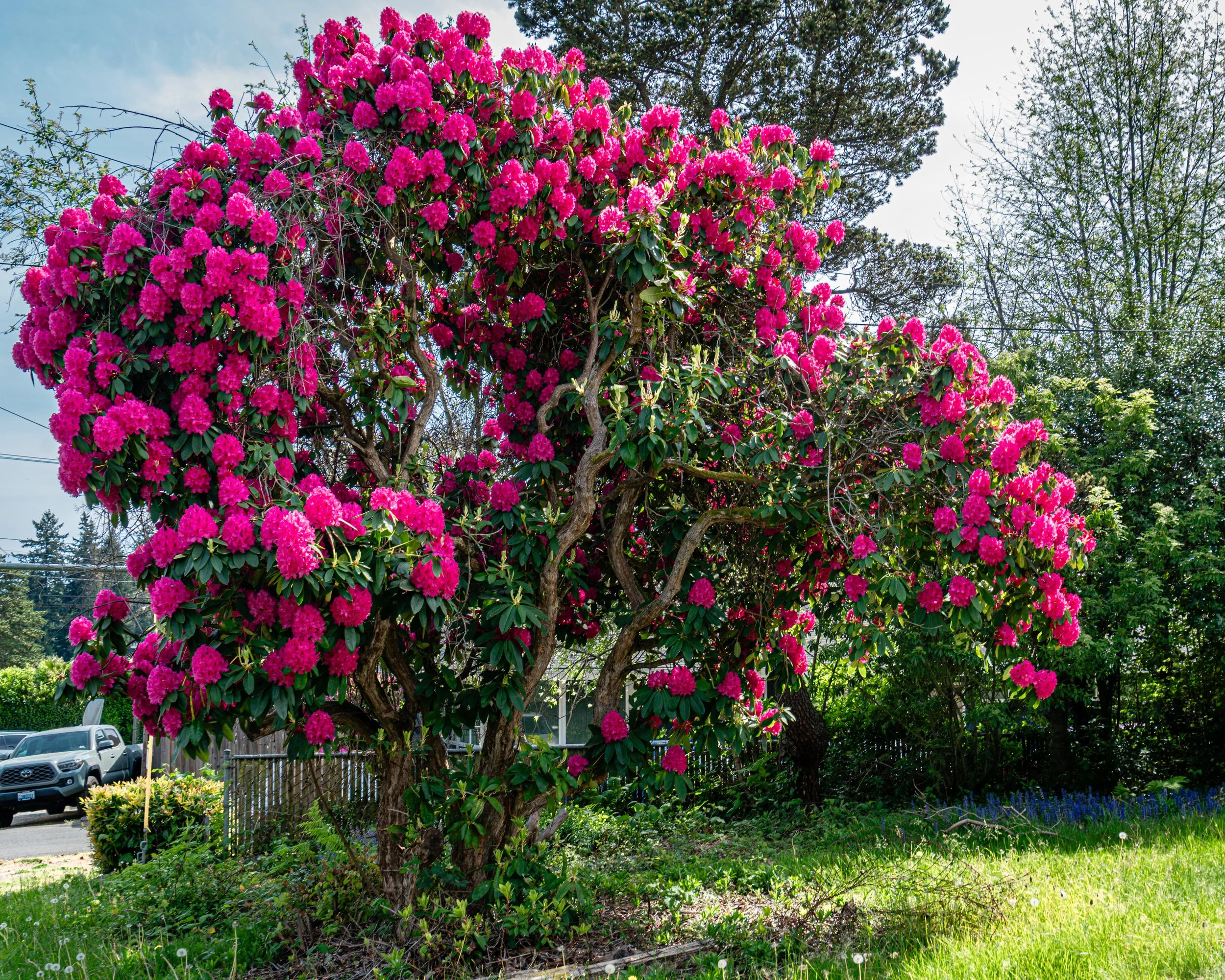 Flowers and Garden