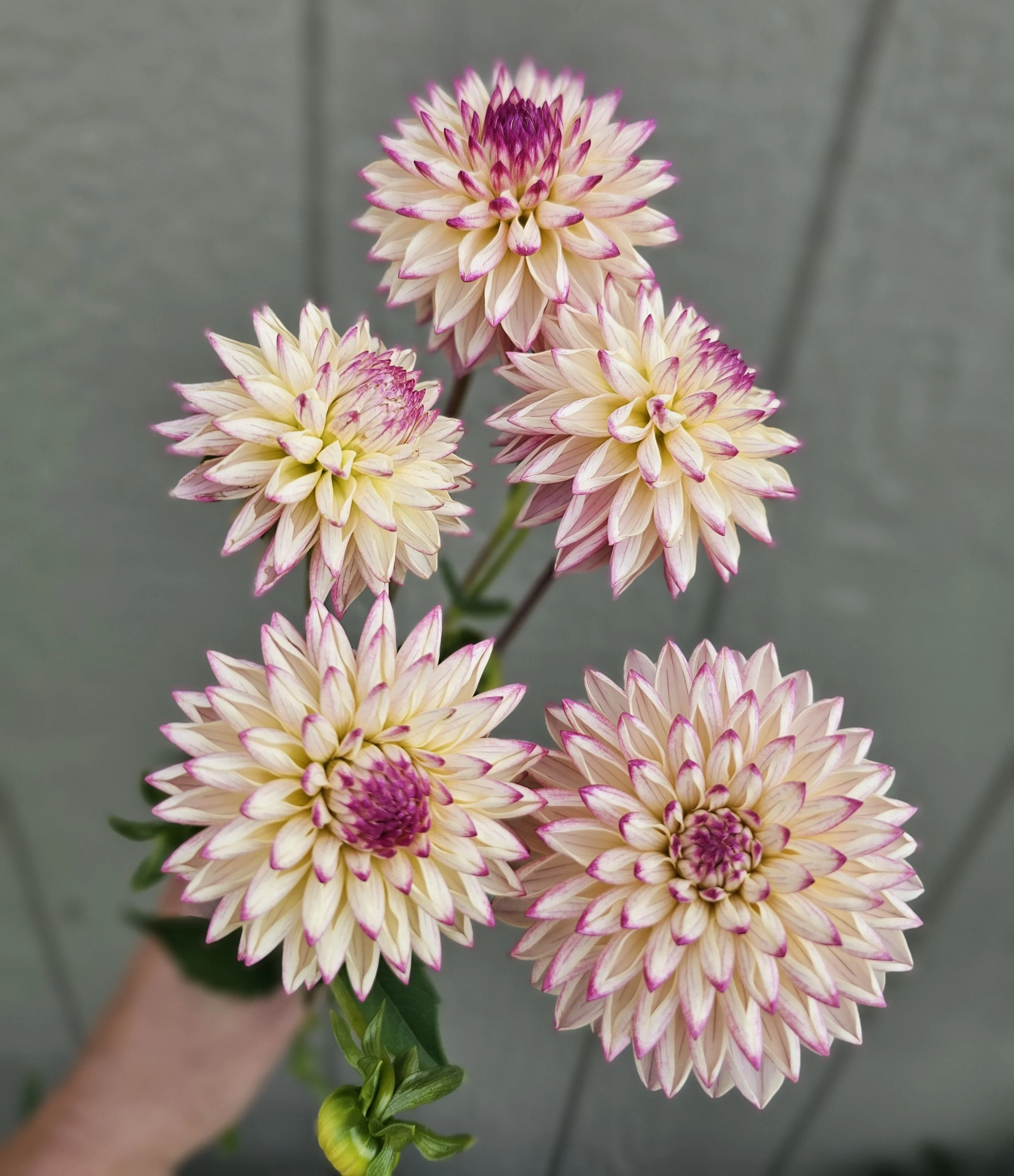 valley porcupine (2).jpg