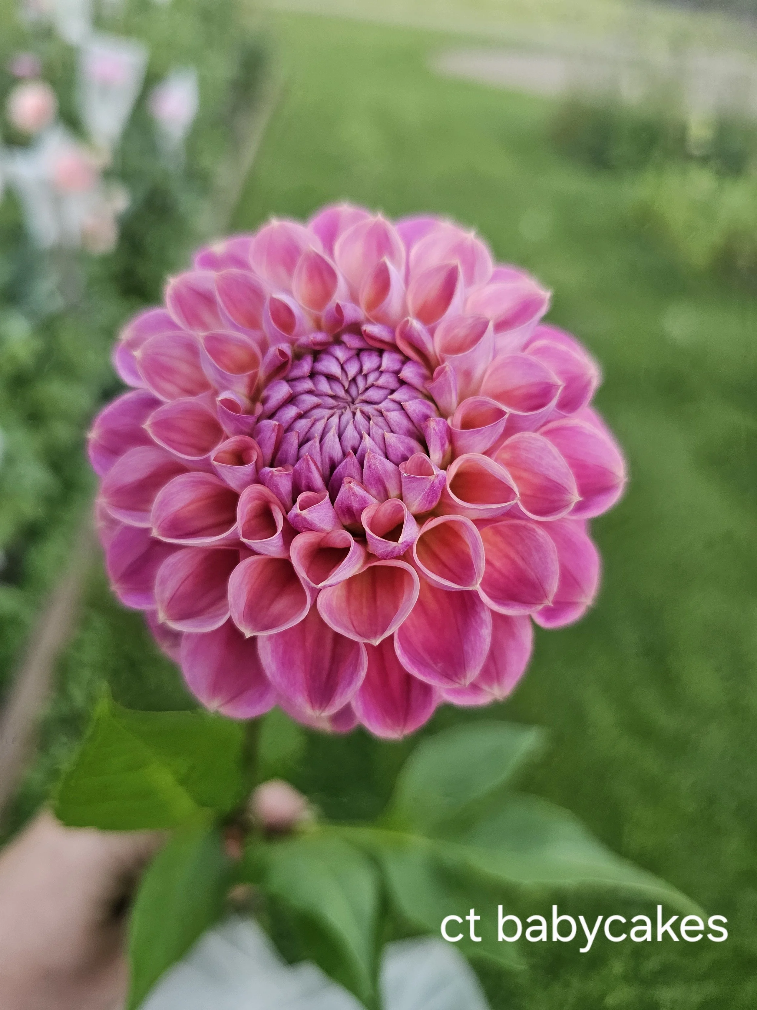 Coseytown Baby cakes