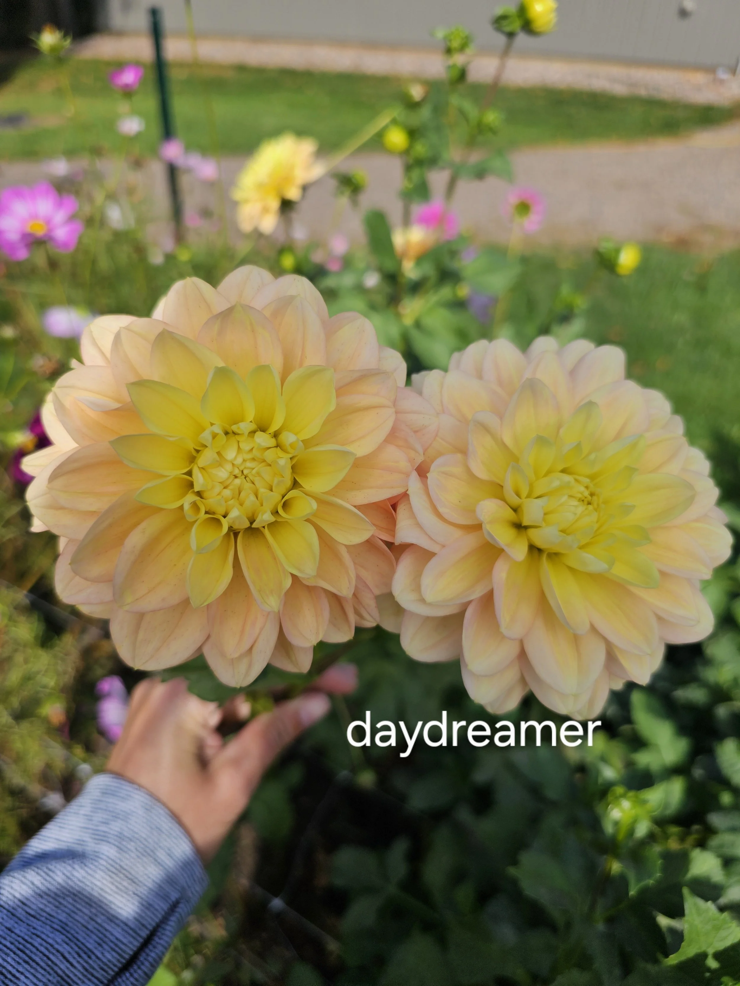 Day dreamer