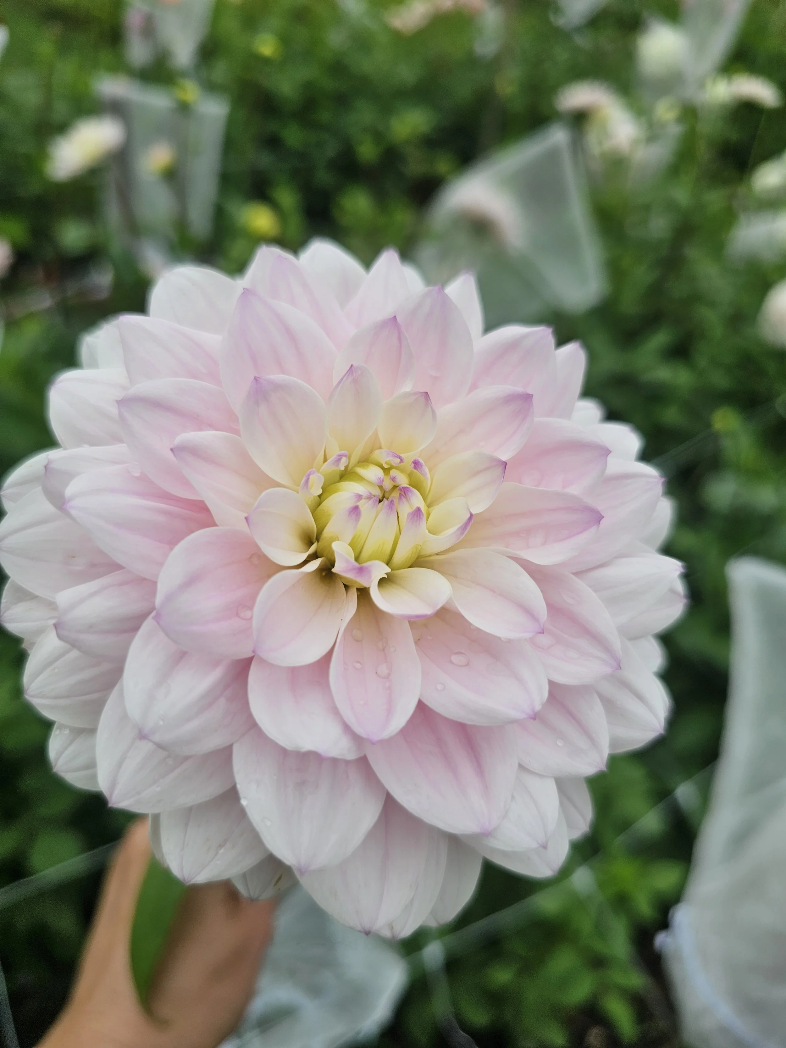 silver years (4).jpg