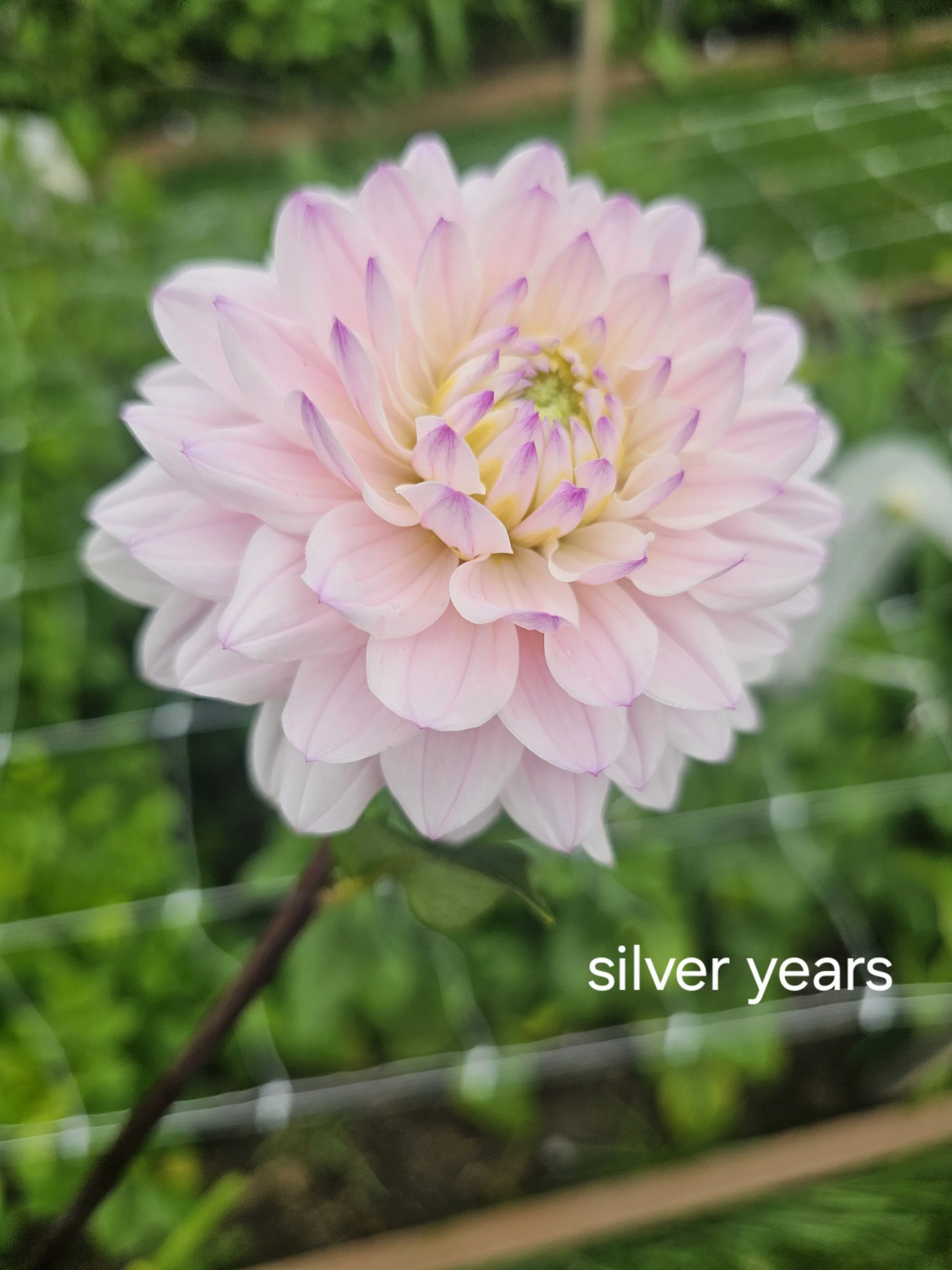 Silver Years