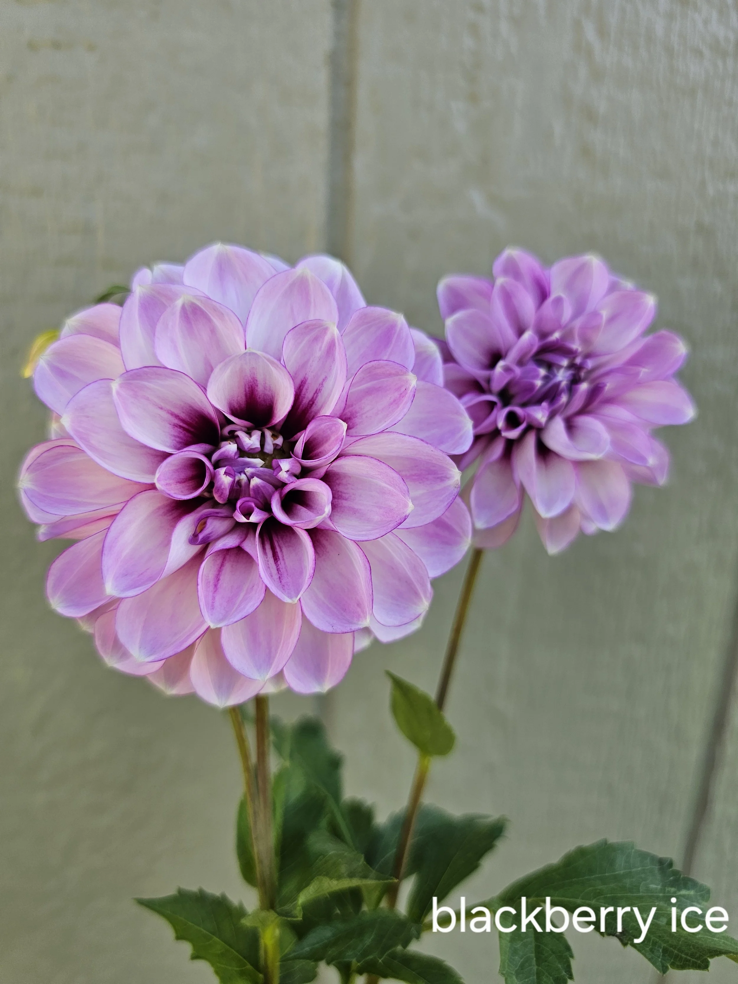 blackberry ice (2).jpg