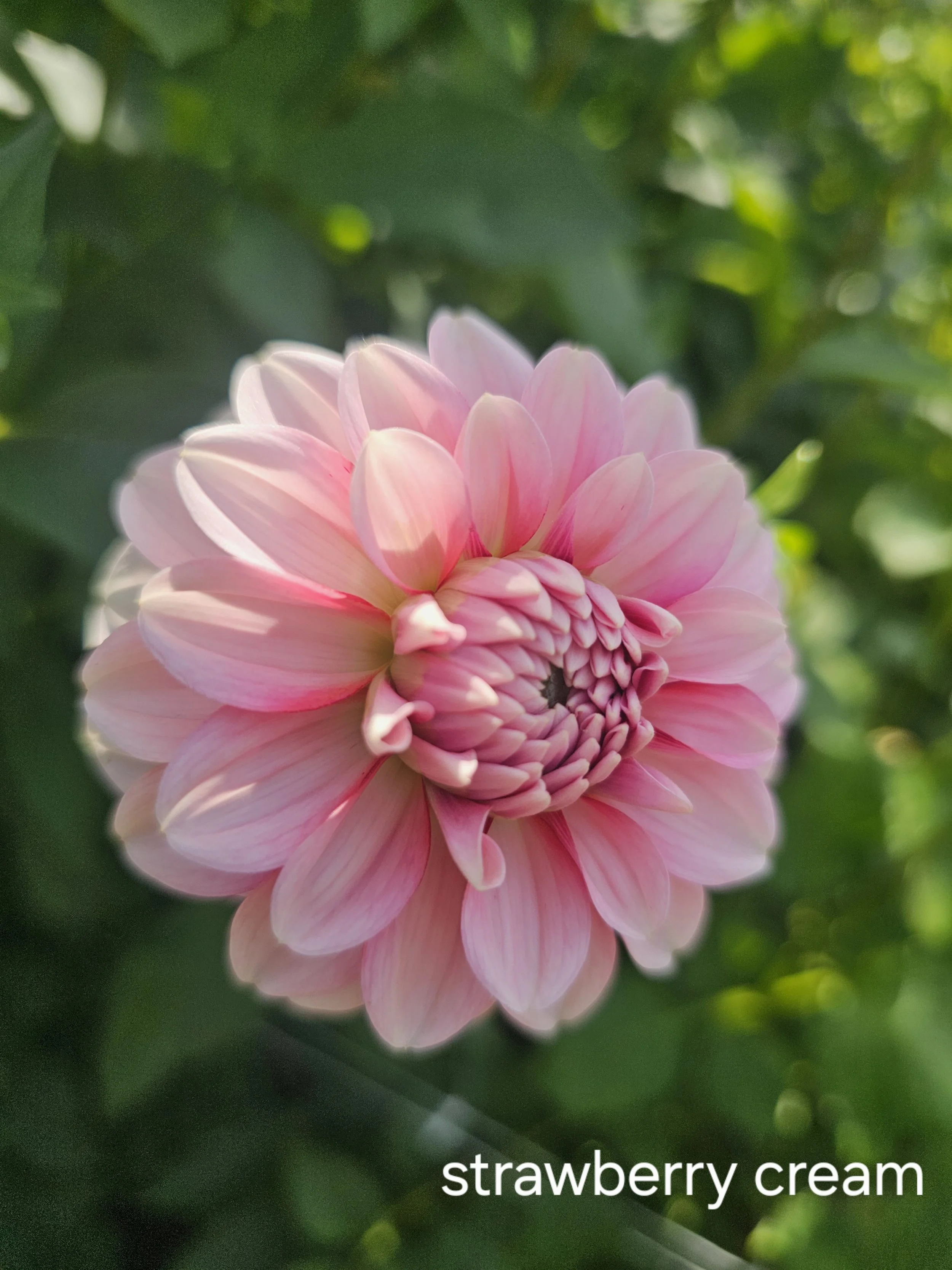 strawberry cream (2).jpg