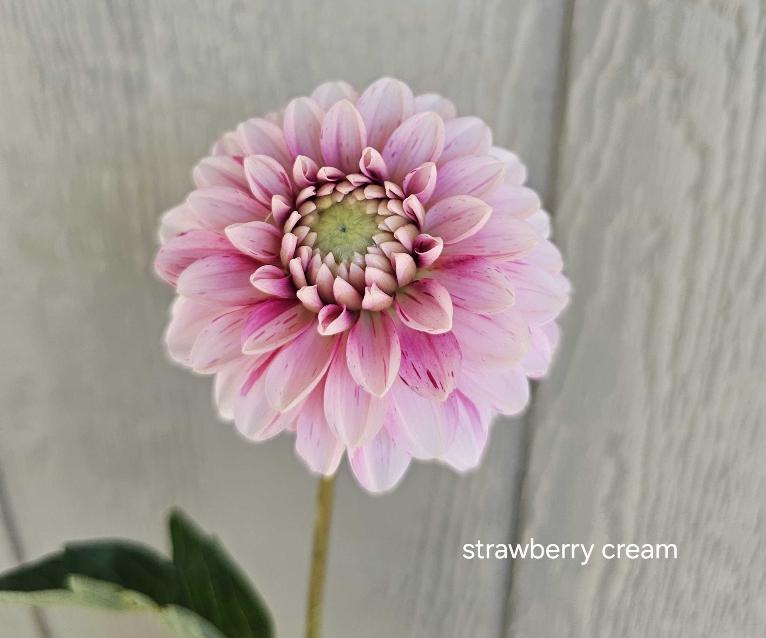 strawberry cream.jpg