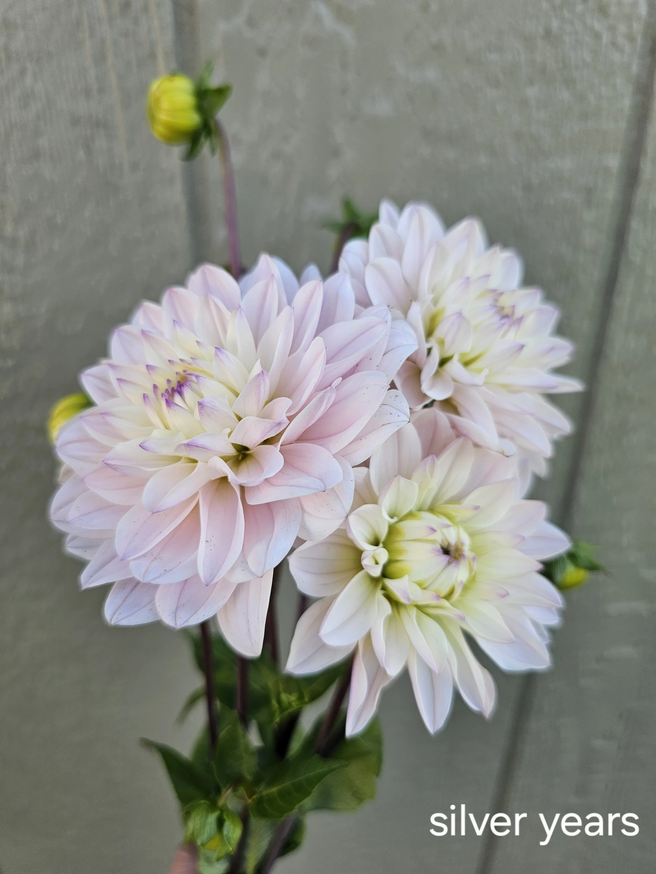 silver years (2).jpg