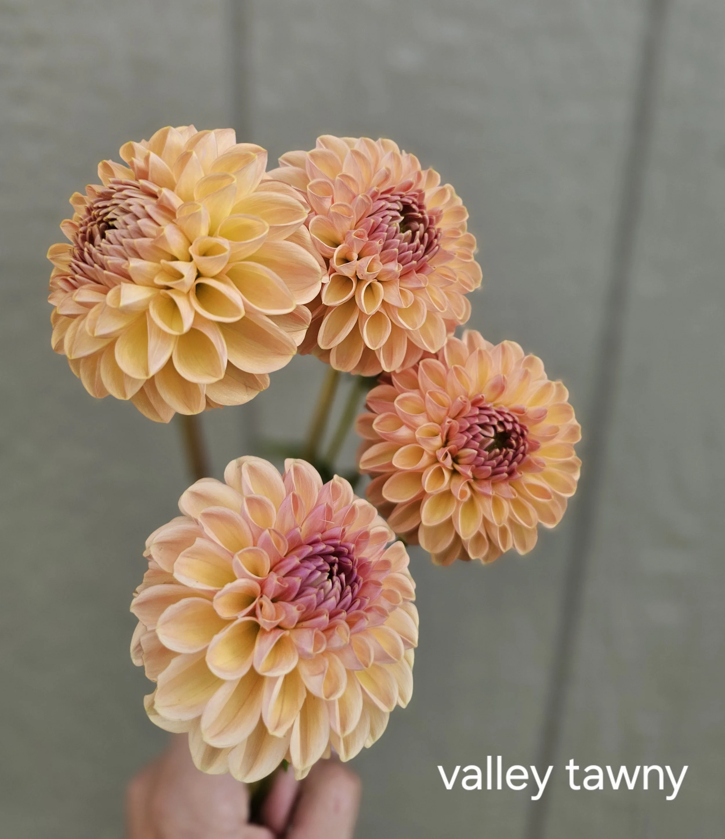 Valley Tawny