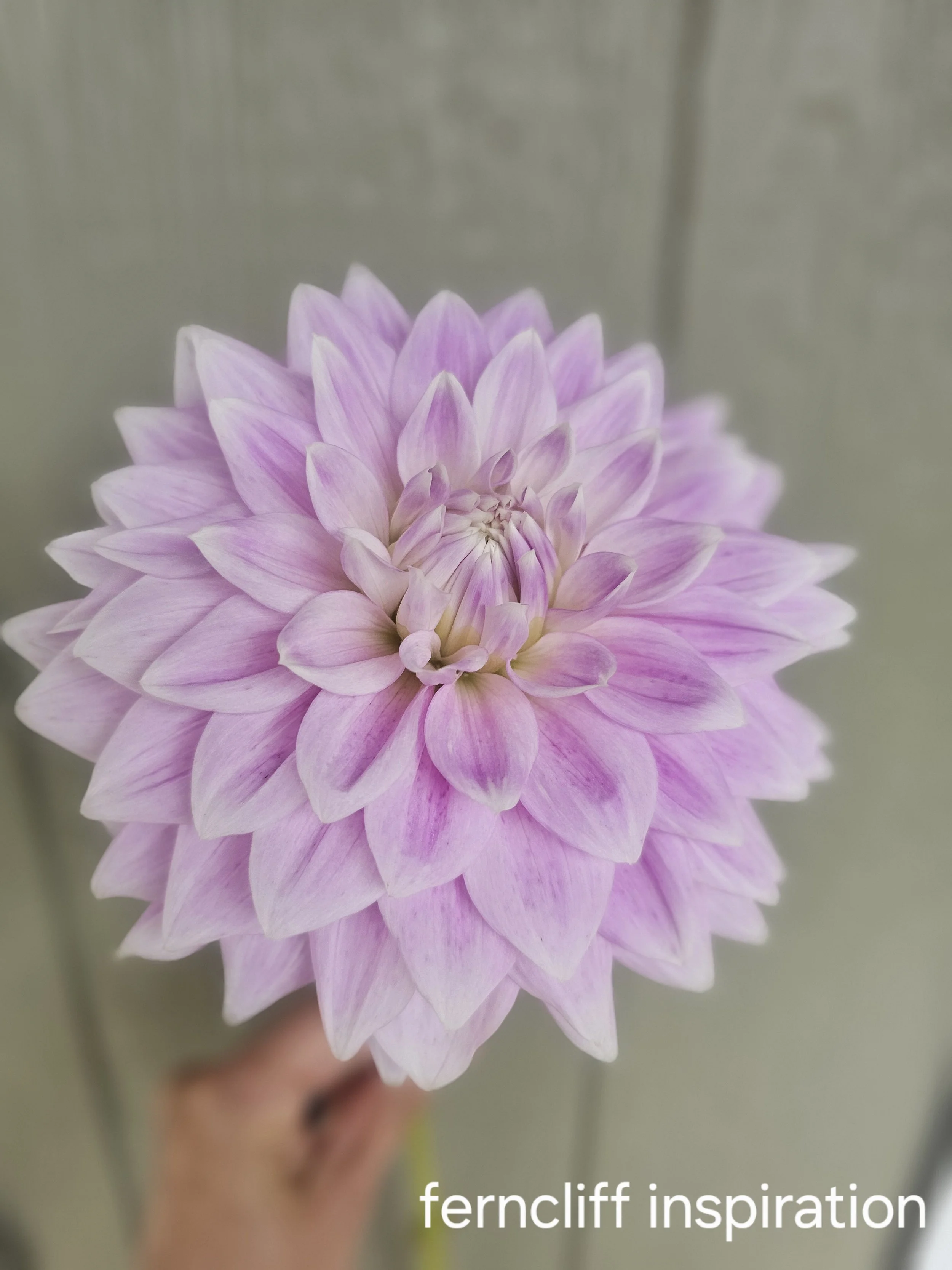 Ferncliff Inspiration