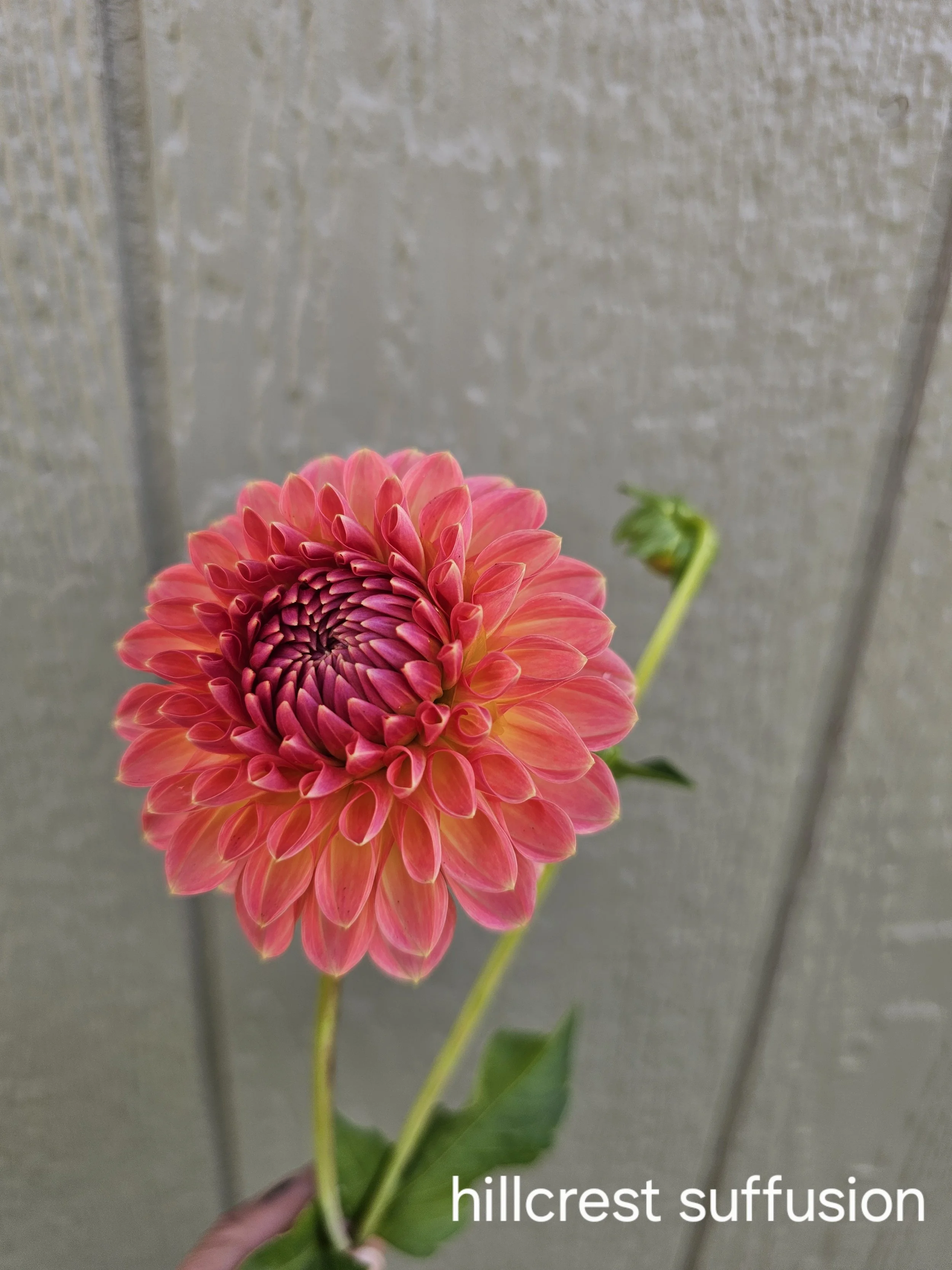 hillcrest suffusion (2).jpg