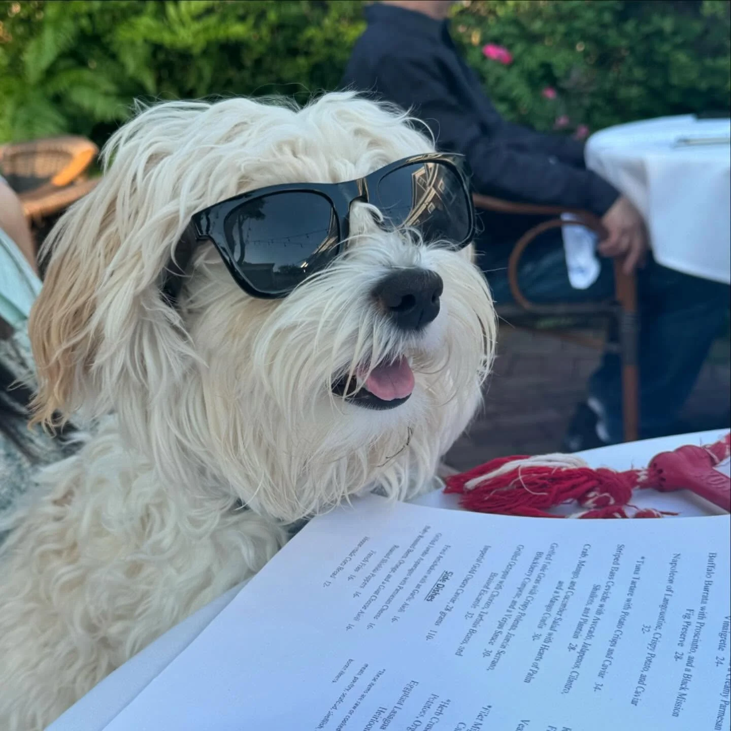 Please meet some of my cute patients! 🐾
#wavesemergency #wavehamptons #24hourvet #catscan #emergencyvet #vetcare #pethealth #veterinaryclinic #urgentcarepets #nycdogs #newyorkcats #doglover #adoptdontshop #rescuedog #adoptnyc #hamptons #hamptonsdog