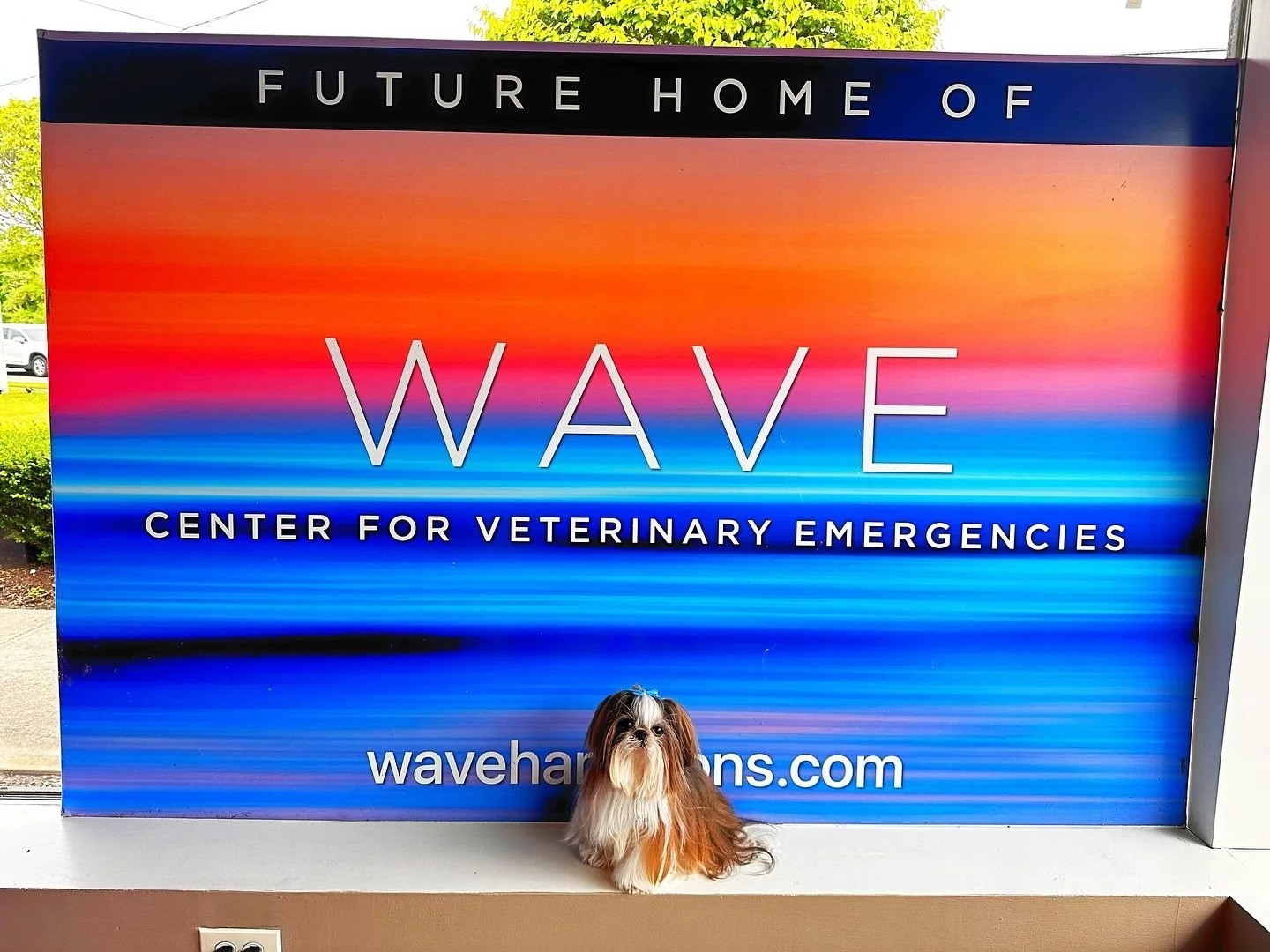 Meet our spokesdog Bombshell at Wave💙 
#hamptons #hamptonsdogs #pets #dogsofinstagram #shihtzu #pet #petlovers #doglovers #emergency #watermill #newyork #hamptonslife