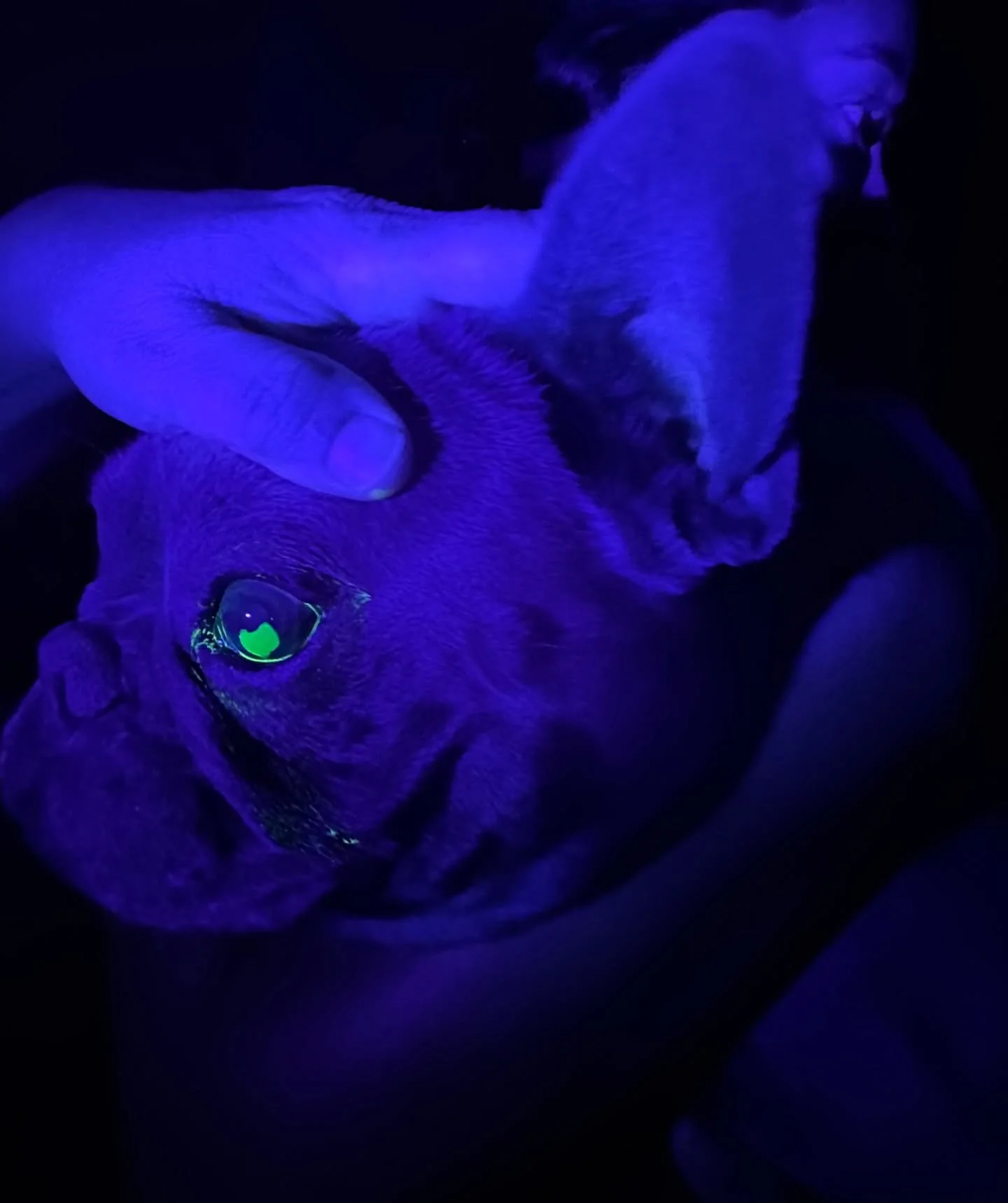 Nighttime emergencies with @drcindybressler 
Helping this little guy out with an ulcer in the eye. Visit our After Hours Clinic with your pet’s needs! 
#hamptonspets #hamptons #pets #dogsofthehamptons #dogs #catsofinstagram #veterinariansofins