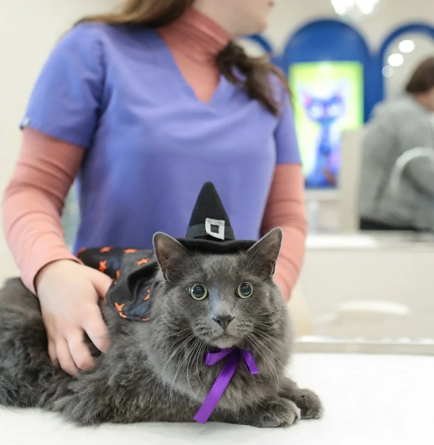 🎃👻 CELEBRATE HALLOWEEN WITH Wave Veterinary Emergency &amp; Bonfire Coffeehouse! 👻🎃

Get ready to unleash your pet&rsquo;s inner ghoul, goblin, or superhero! We&rsquo;re hosting the most adorable (and rewarding!) Halloween costume contest for you