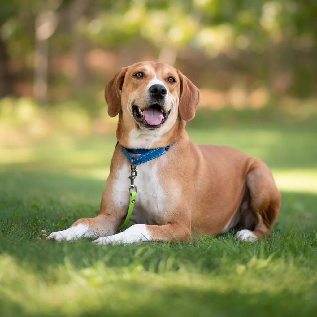 Happy National Animal Shelter Appreciation Week! 🐾

Today we&rsquo;re celebrating the incredible organizations that give animals a second chance at life. A huge shoutout to Animal Rescue Fund of the Hamptons (ARF) and the Southampton Animal Shelter 