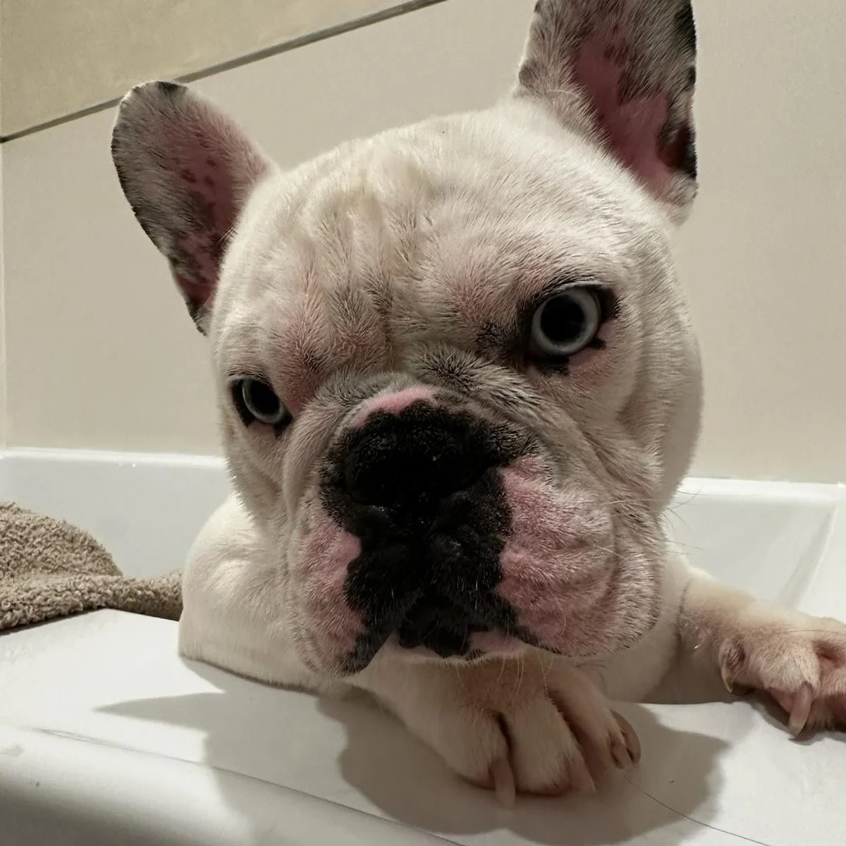 Our friend Odi is looking for a new forever home this holiday season! If you or someone you know would love this adorable little Frenchie, DM us! 🐾 

#frenchbulldog #frenchie #frenchiesofinstagram #dogs #dog