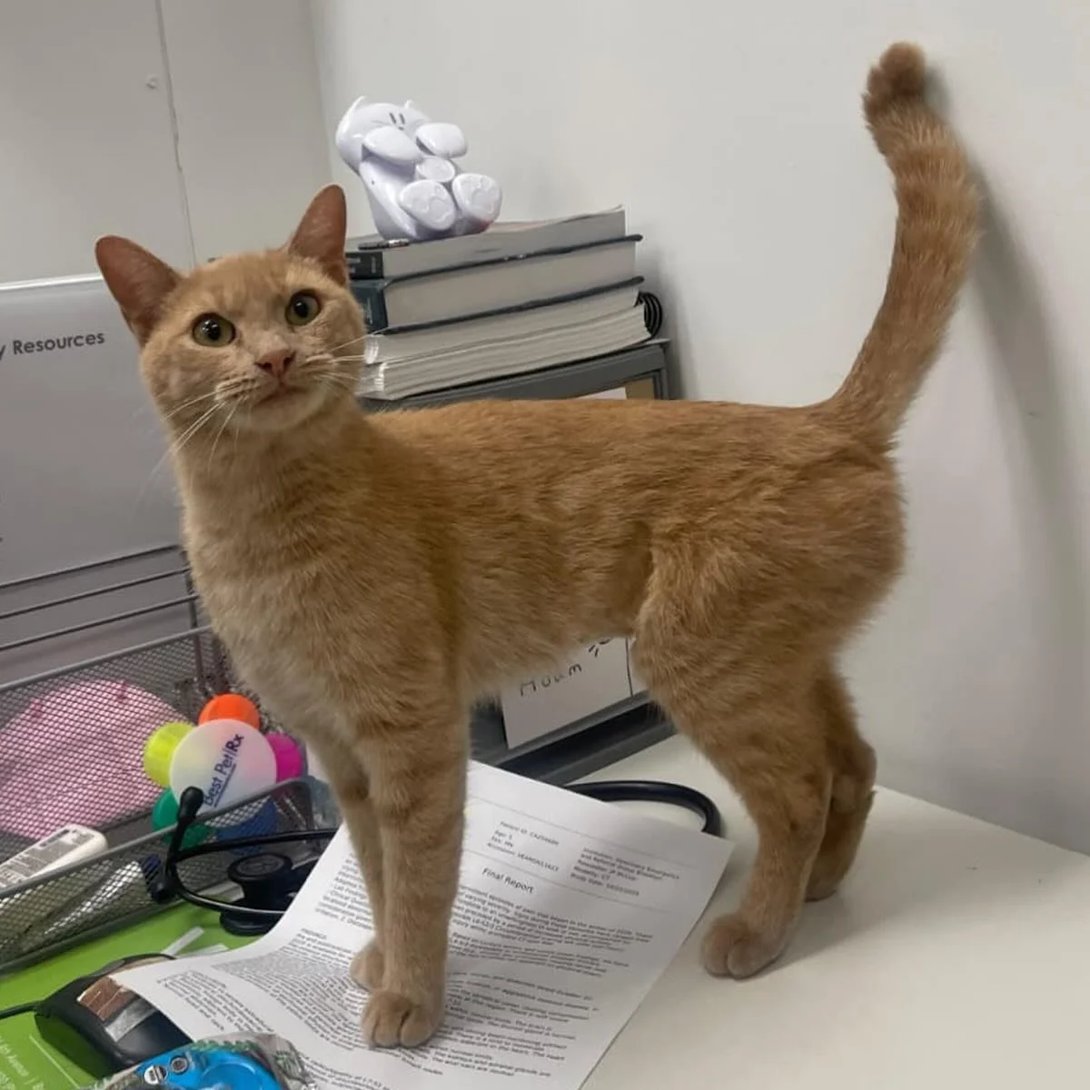 Orange Cat Energy ⚡️ 🍊 🐈 

If you&rsquo;ve ever lived with an orange kitty&hellip; you know. They&rsquo;re 50% fluff, 50% chaos, and 100% personality. From zoomies at 3AM to mysteriously knocking everything off the counter, our fiesty orange friend