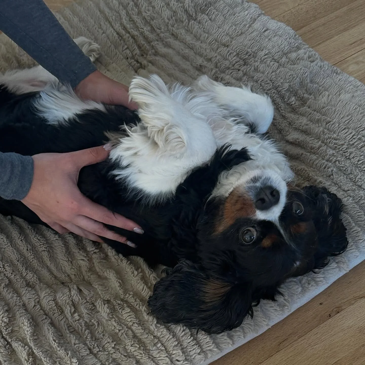 Better Movement, Happier Pets - Thanks to Medical Massage! 🌊🐾 💆&zwj;♀️ 🐶 🐱 

Veterinary massage isn&rsquo;t just pampering - it&rsquo;s real medical care that helps your pet feel and move their best. At Wave Veterinary Wellness, our skilled team