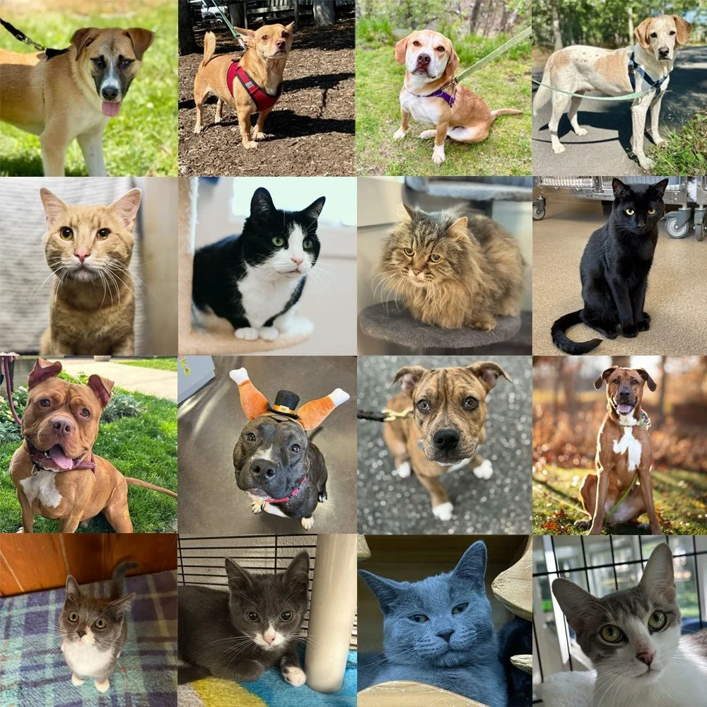 It&rsquo;s Giving Season! 💛🧡❤️🤎 Support Pet Food Pantries in the Hamptons! 

During Thanksgiving week and through the end of November, Wave Veterinary Emergency is opening its doors to collect donations for local pet food pantries in the Hamptons.