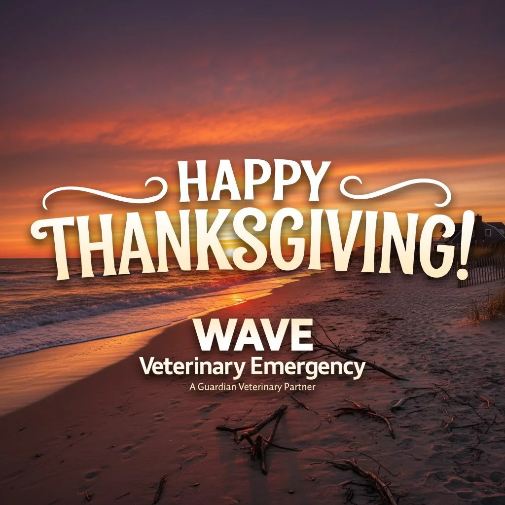 Thanksgiving Gratitude from Wave
This year, our hearts are especially full. 💛🧡❤️🤎

To every veterinary practice, rescue group, shelter, and pet parent who has welcomed Wave into the East End community &mdash; thank you. Your partnership, trust, an