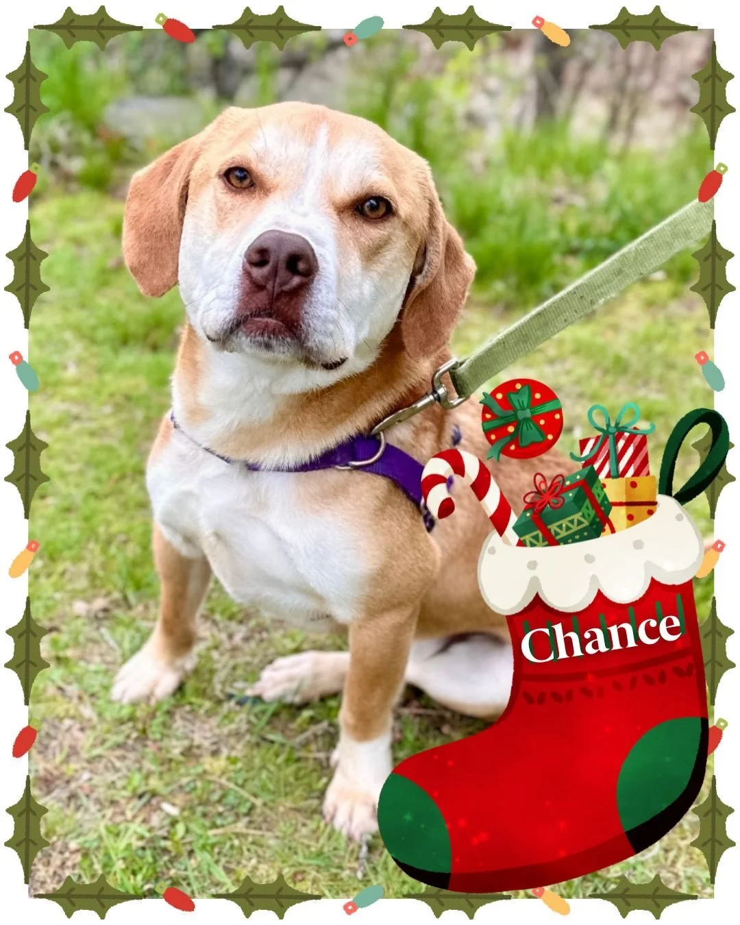 Wave Veterinary Emergency is proud to partner with our friends at ARF Animal Rescue Fund of the Hamptons to help make the holidays a little brighter for every pet waiting for their forever home. 🎄🐾

ARF&rsquo;s incredible volunteers are kicking off