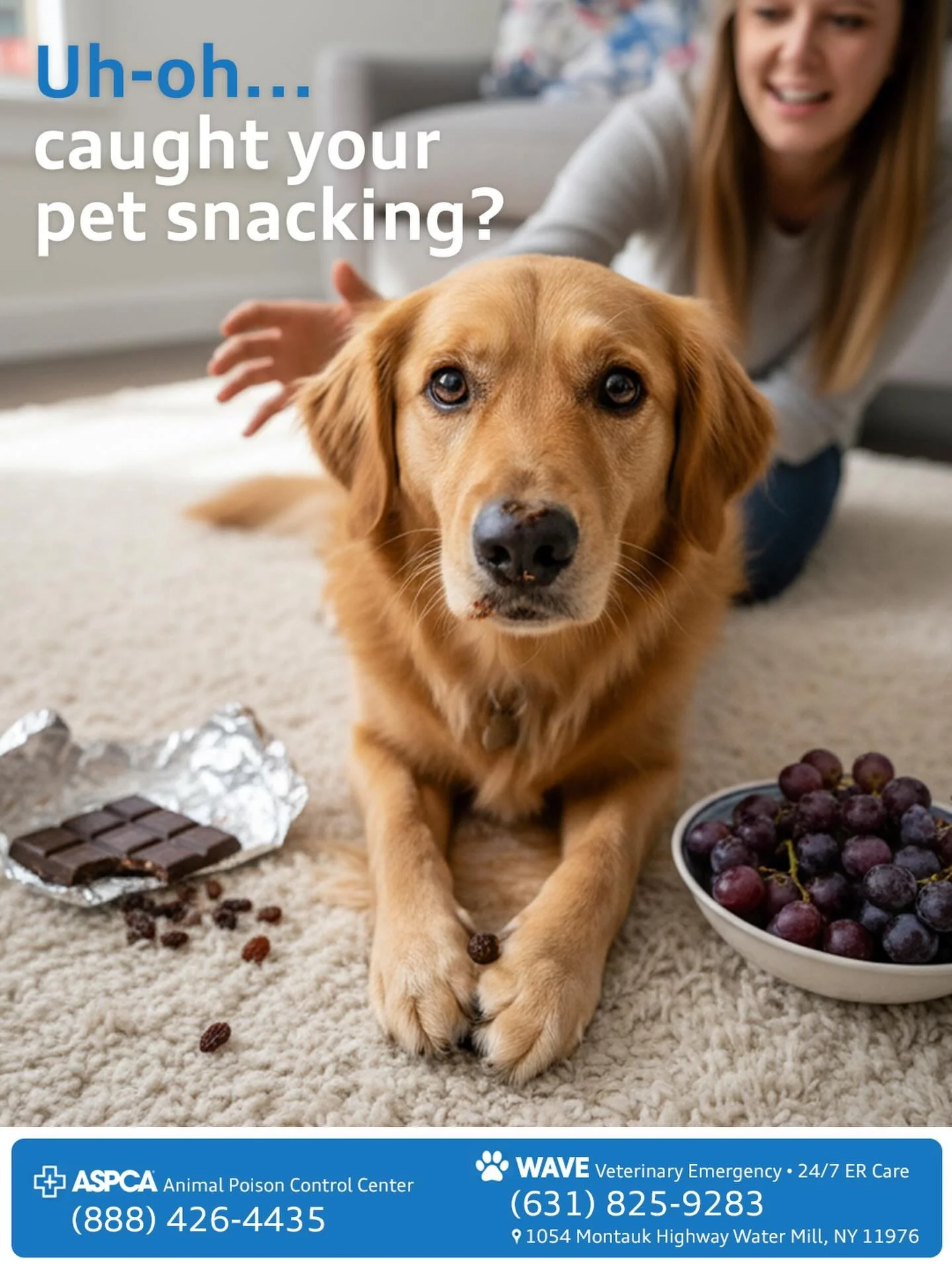 🍫🍇 💊 Uh-oh&hellip; caught your pet snacking on something they shouldn&rsquo;t? We&rsquo;ve all been there, but when it comes to toxic foods like raisins, grapes, chocolate, chemicals or medications, fast action matters. ⏱️🐾

🚨 If your pet ingest