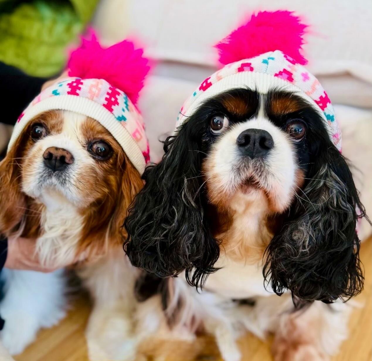 Cold outside, cozy inside. 🥶 ❄️ 
Limit exposure, protect paws, and keep pets warm.
Winter wellness is essential care. 🐾 🐶