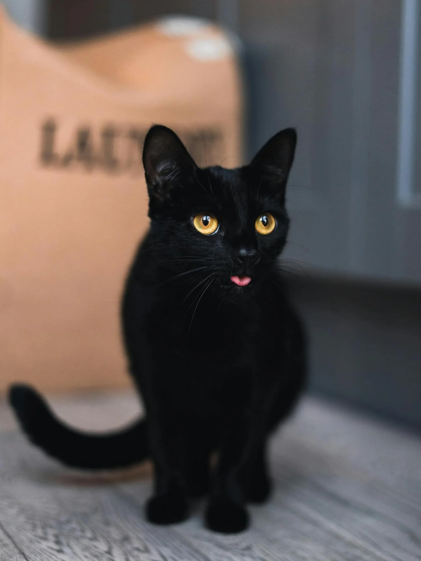 It&rsquo;s Friday the 13th&mdash;time to bust some myths! 🖤✨

MYTH: Black cats are bad luck.
FACT: Black cats are just as loving, healthy, and wonderful as any other cat!

We&rsquo;re lucky to care for ALL pets, no matter their color. Happy Friday t