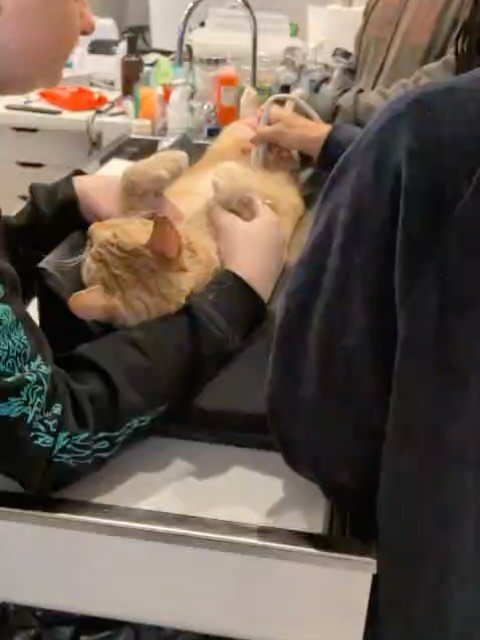 Behind the scenes at the animal hospital. 🏥 🎥 

Dr. Christine Pedranghelu performing a bladder ultrasound to evaluate feline cystitis. 🐈 ✨ 

#bts #vetmed #cats