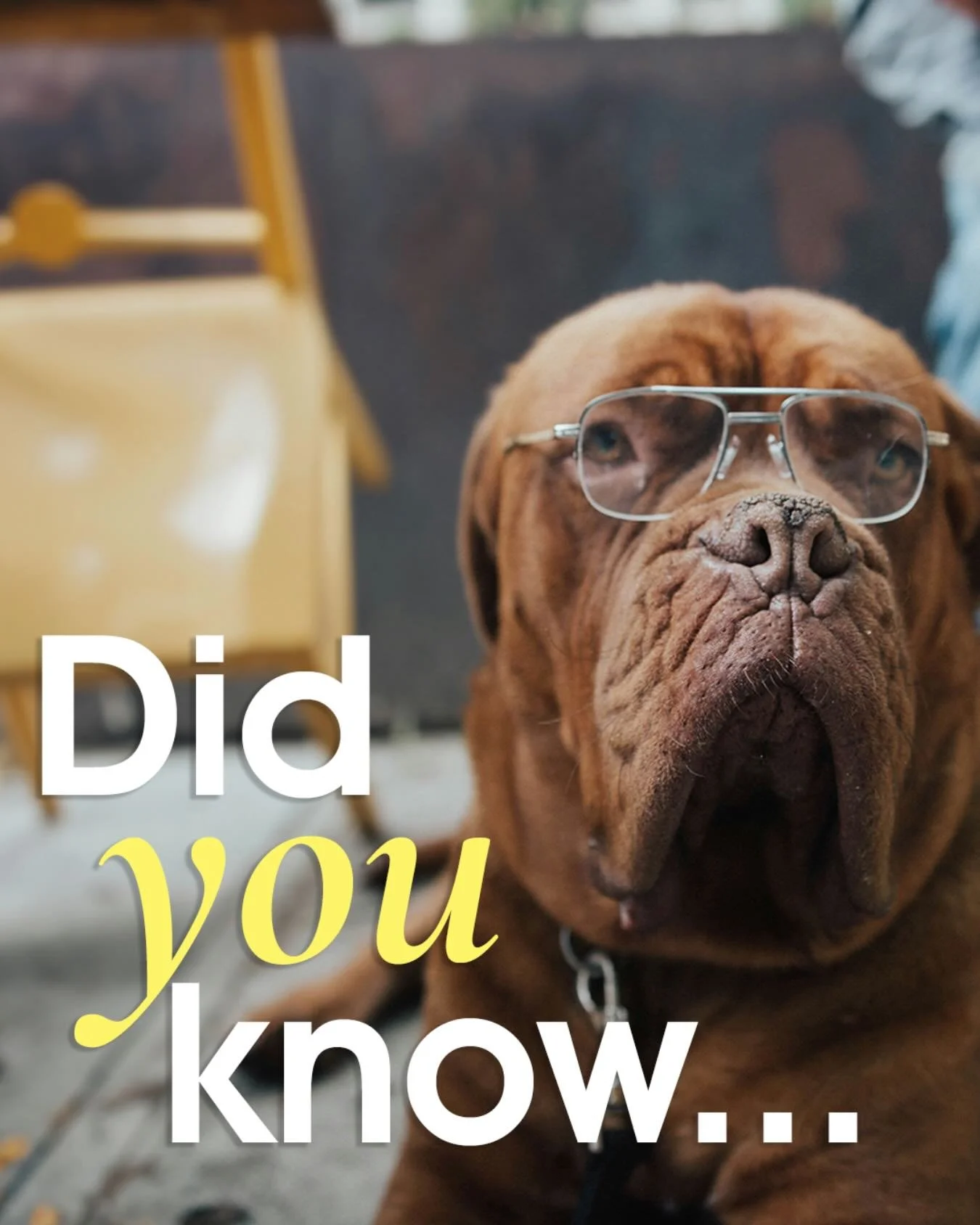 ✨Did you know&hellip;🐾

At Wave, we offer customized rehabilitation programs designed to restore strength, flexibility, and mobility after injury, surgery, or chronic conditions. 

After a pre-wellness visit and wellness consultation, your pet will 