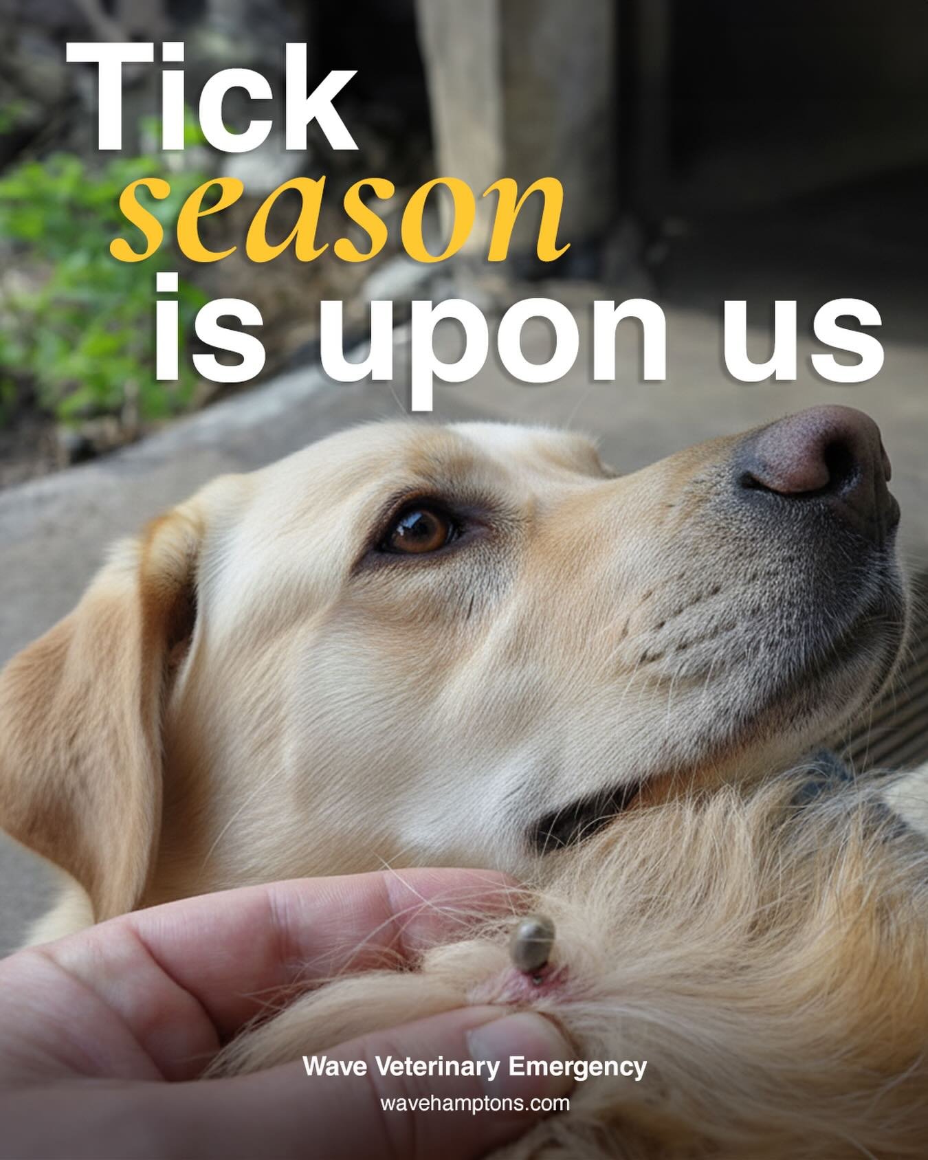 Protect your pup where they play 🐾🌿

Did you know peak tick activity is from May through June? That means your backyard could be a hotspot right when your dog is outside the most.

Ticks aren&rsquo;t just a nuisance&mdash;they can carry harmful dis