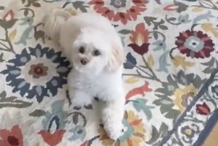 Daily Dog Exercise Tips &amp; Tricks