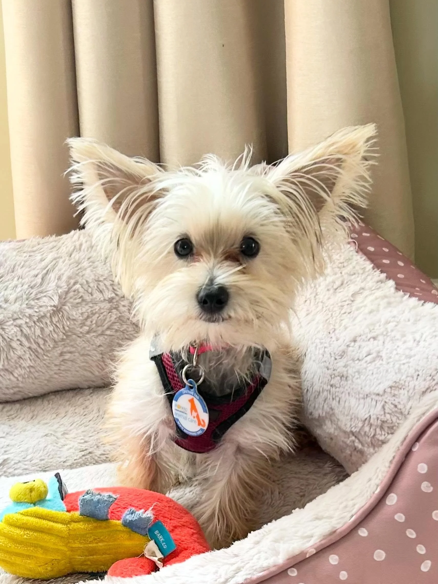 Thanks to Alan of @theperfectpurse 👛 in Southampton for sending us a pic of his adorable 8-month old dog, Shane. Precious! 🐾 💜💙🩷🧡💛