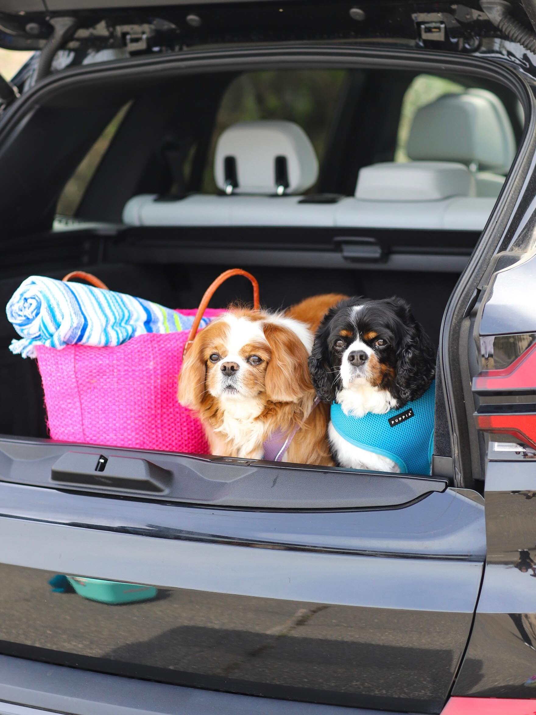 Memorial Day Weekend in the Hamptons is upon us! 🐾