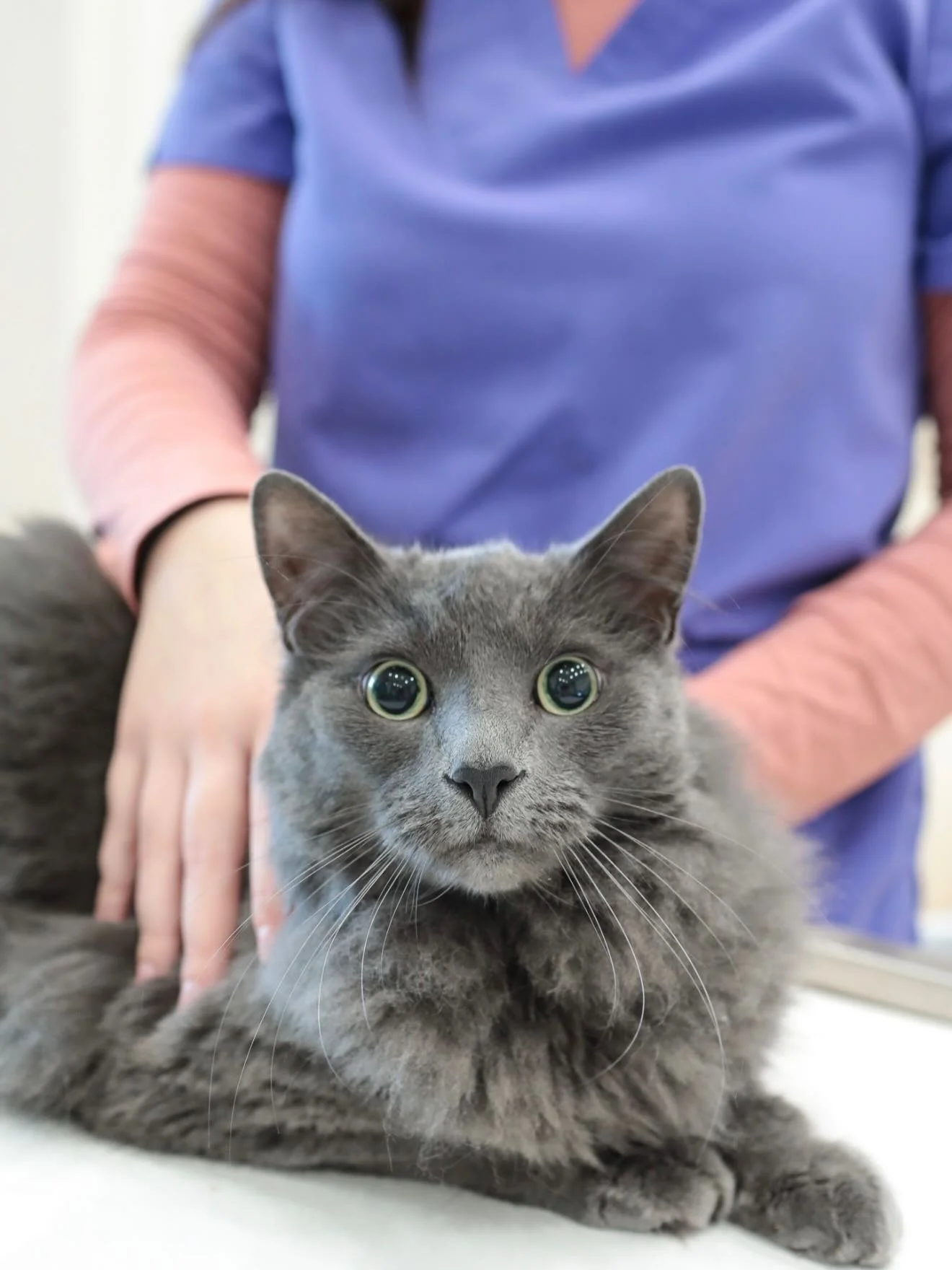 What an adorable and well-behaved patient! 🐈&zwj;⬛ 🐾  If you and your furry friend are in the Hamptons Memorial Day weekend, stop by and say hello and learn about our pet wellness and longevity programs for the summer!