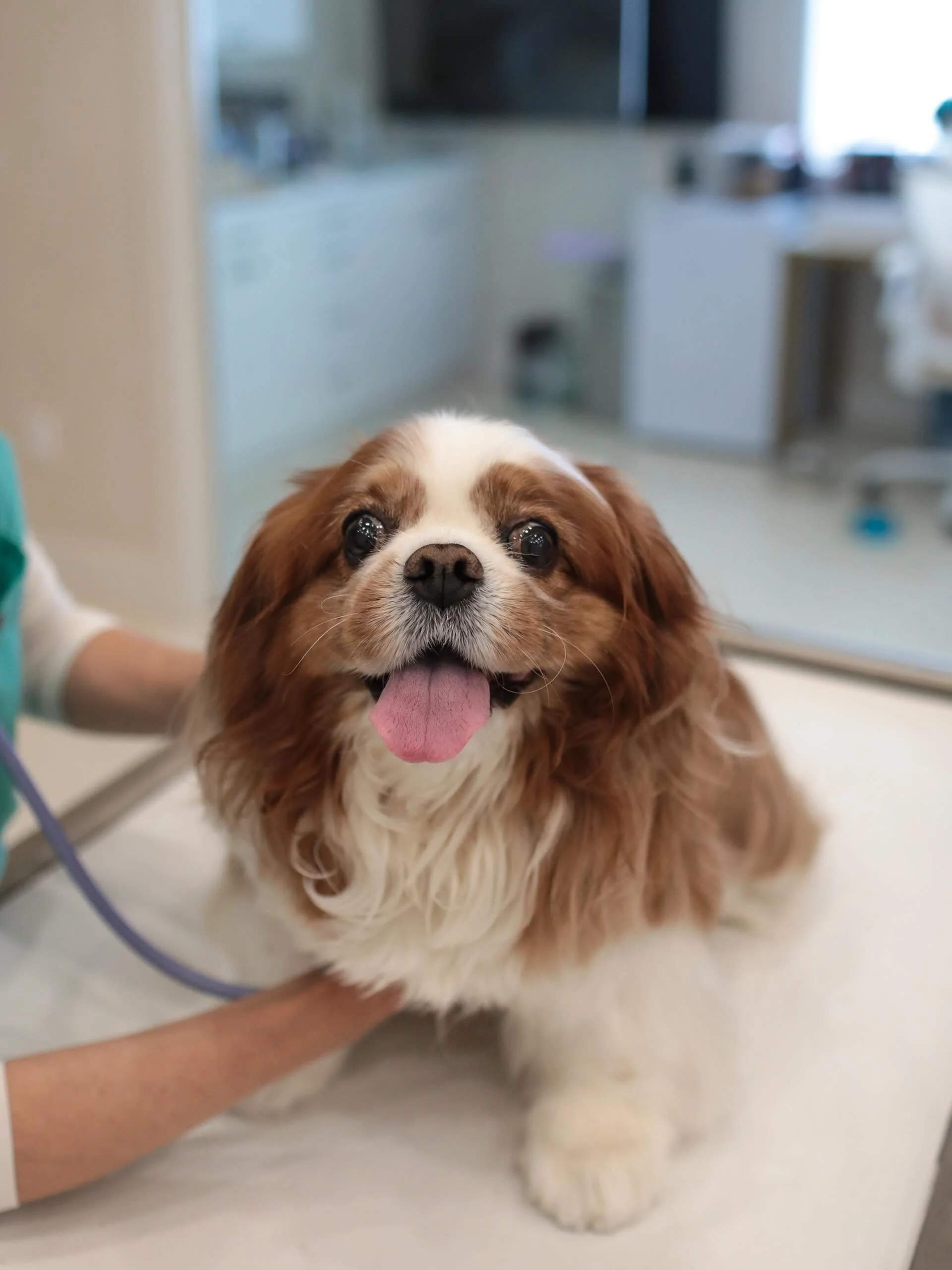 It was a busy Memorial Day weekend at Wave, but we&rsquo;re back to seeing all of your pets this week🐾