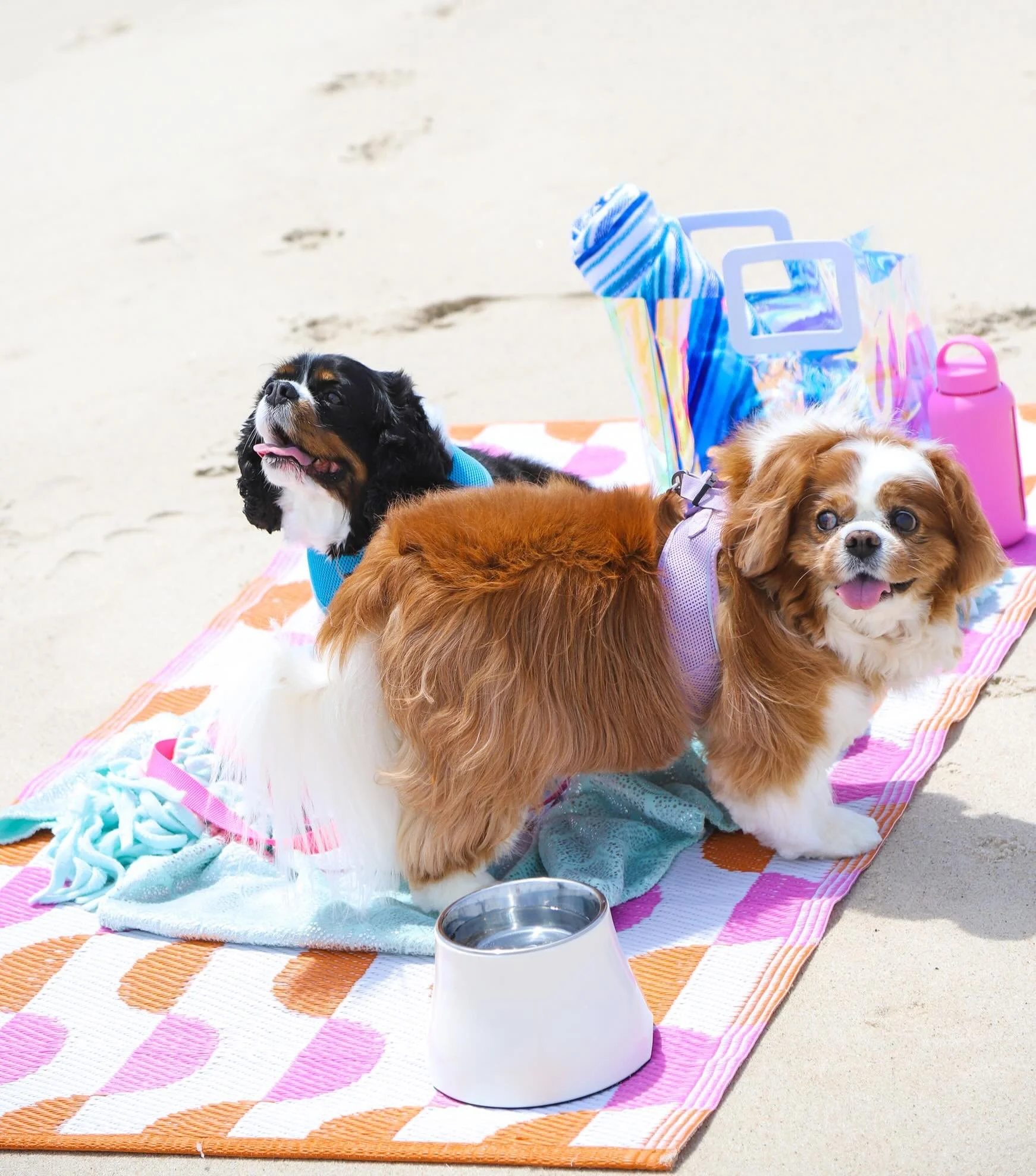 A perfect little Tuesday to enjoy the beach today in the Hamptons! 🐾 ☀️ 🐶