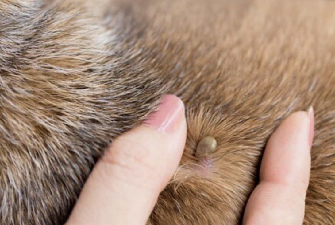 Found a Tick on Your Dog