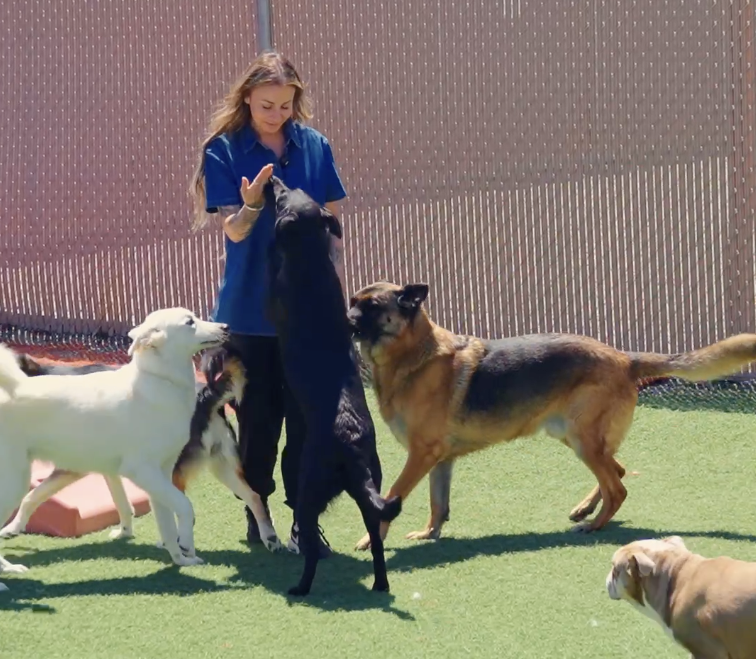 Aardvarks Adventureland