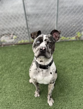 March 14: St. Pittie’s Day