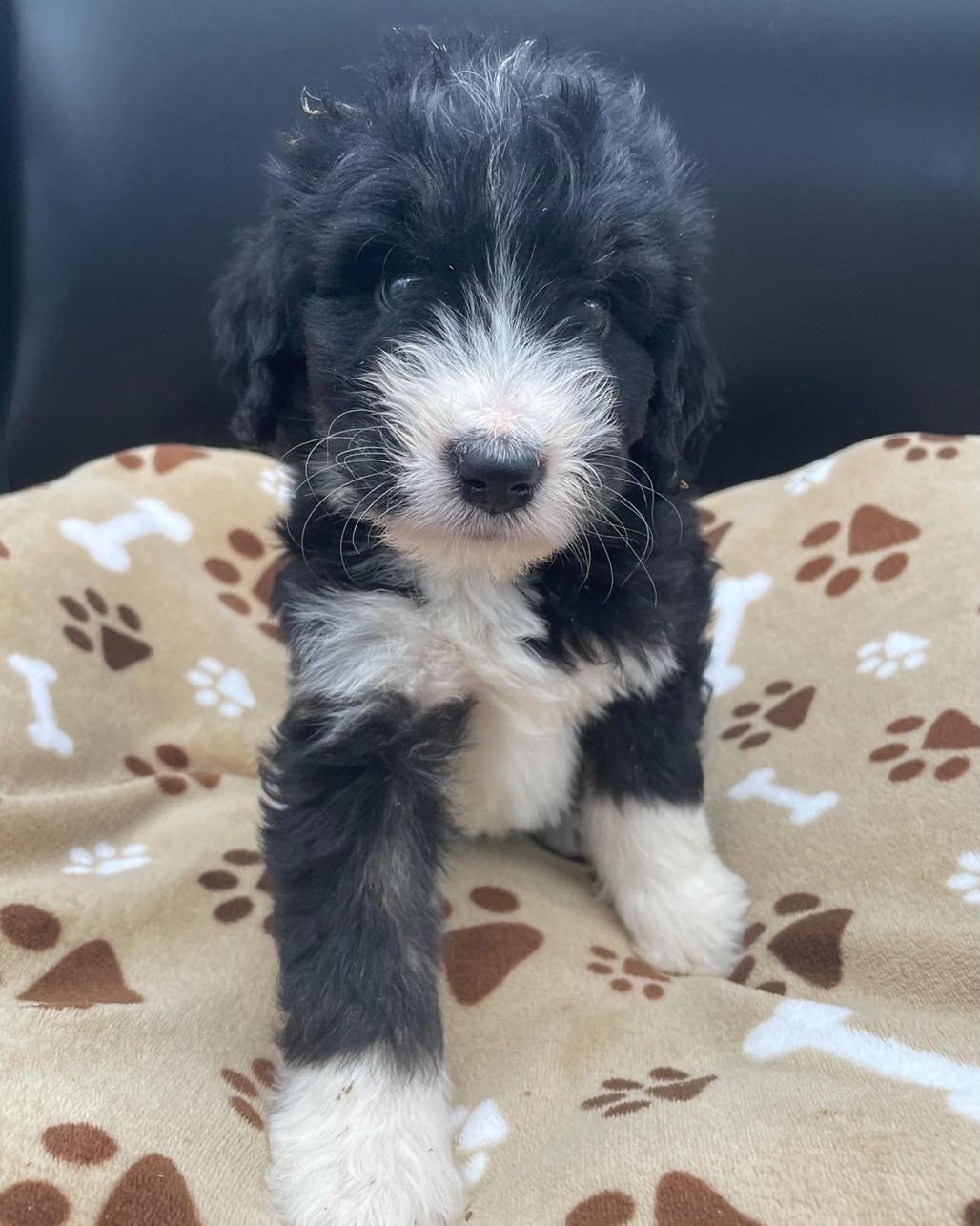 Bernedoodle puppies for sale | Omaha, Nebraska — Midwest Puppy